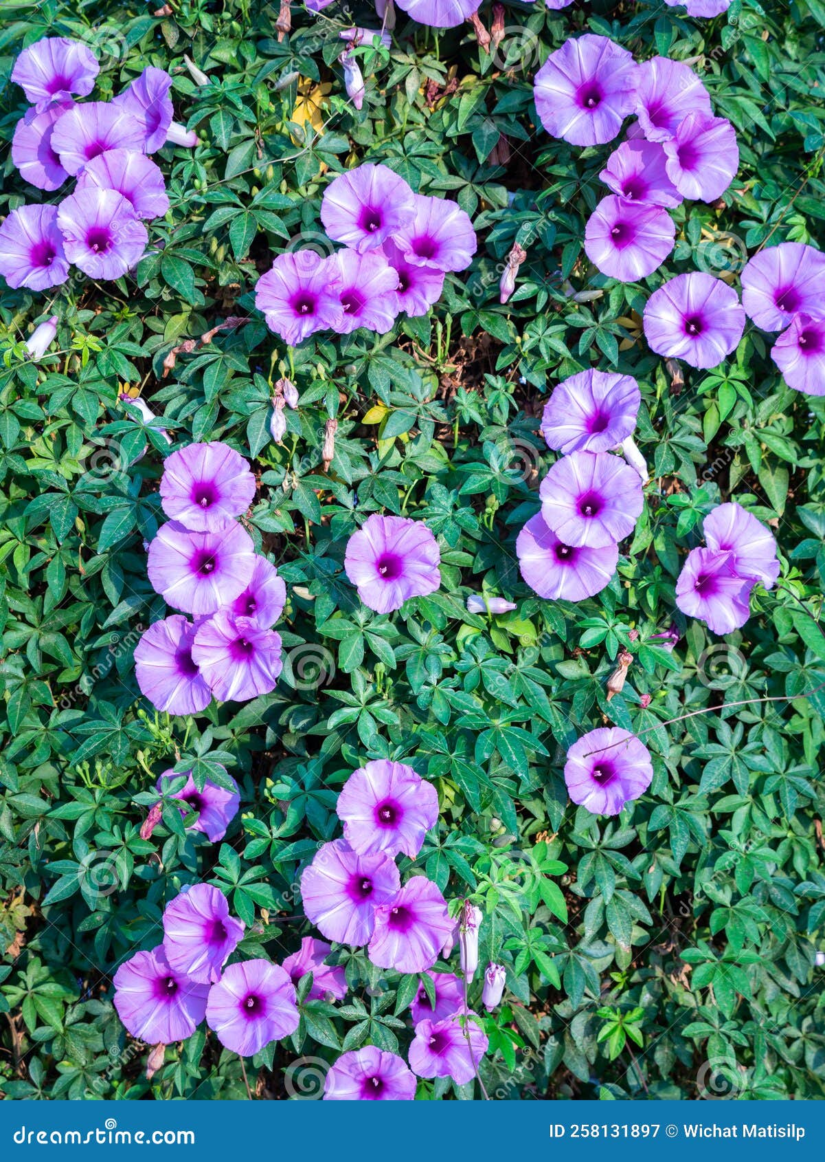 Morning Glory Flowers Spreading Stock Image Image of ipomoea, cooking