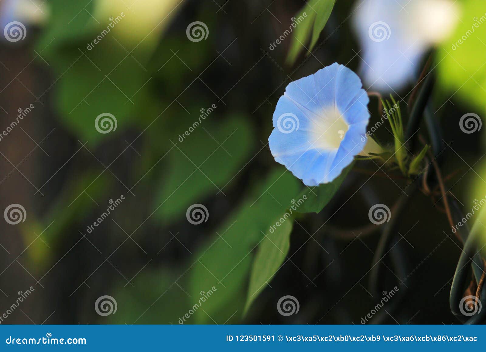 Morning Glory in Full Bloom Stock Image Image of flora, branches