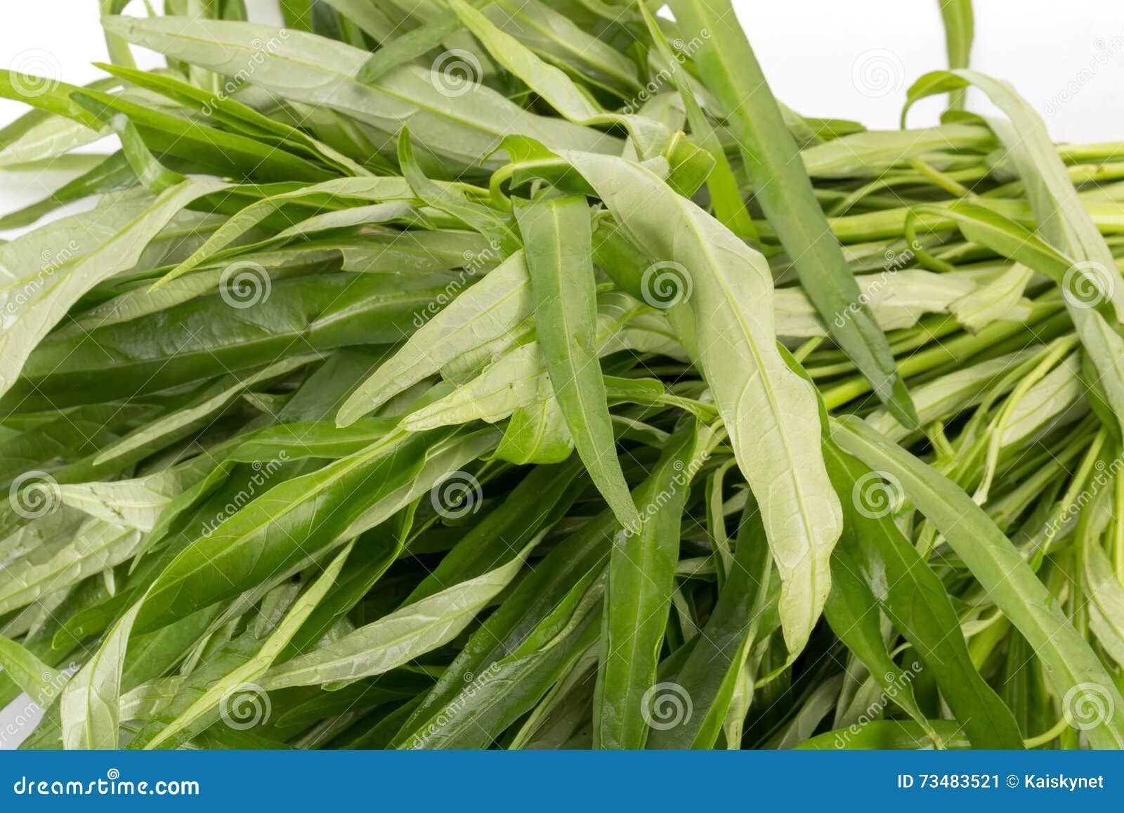 Morning Glory Green Vegetable Stock Image Image of background