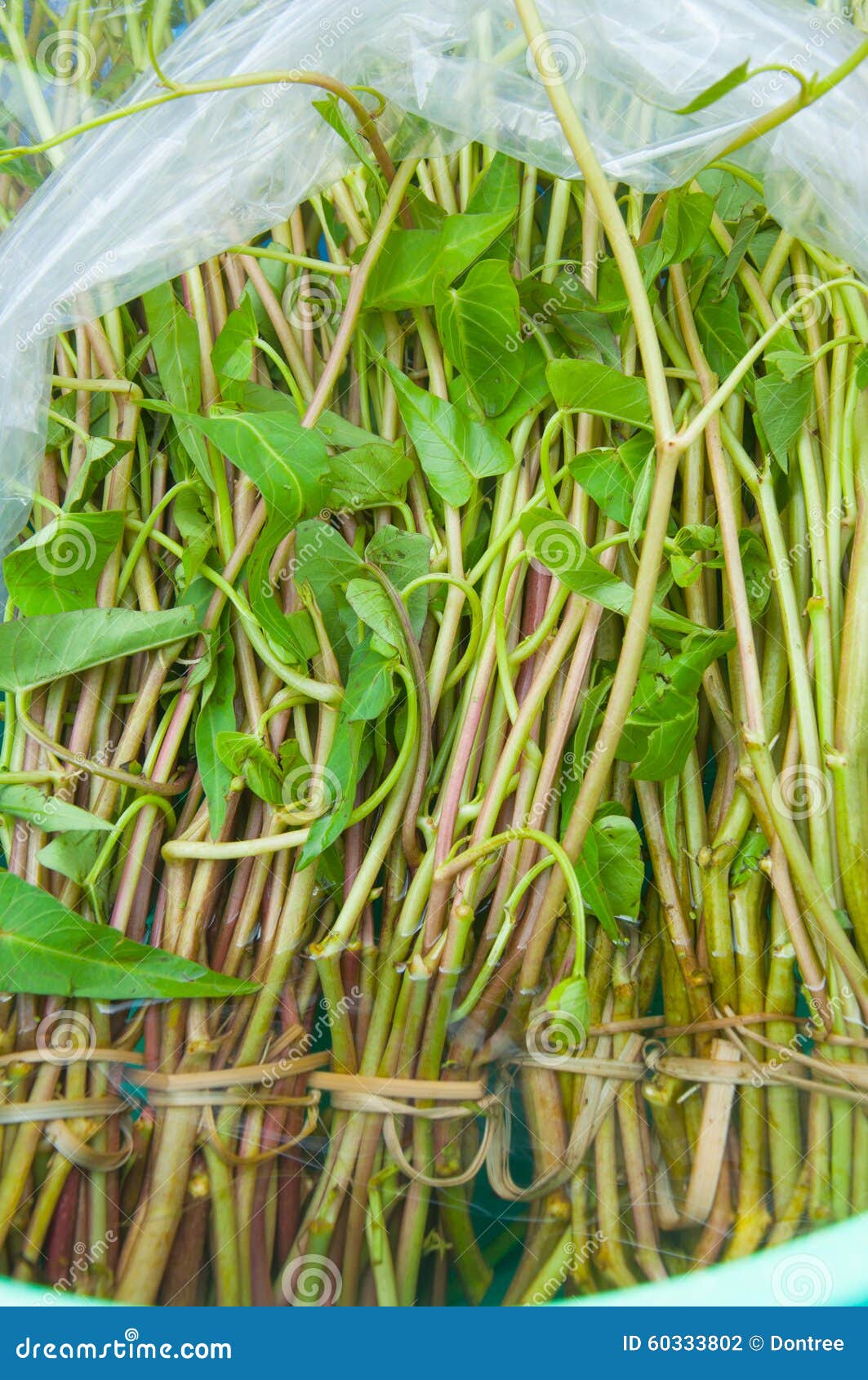 Morning Glory Green Vegetable Stock Photo Image of background, green