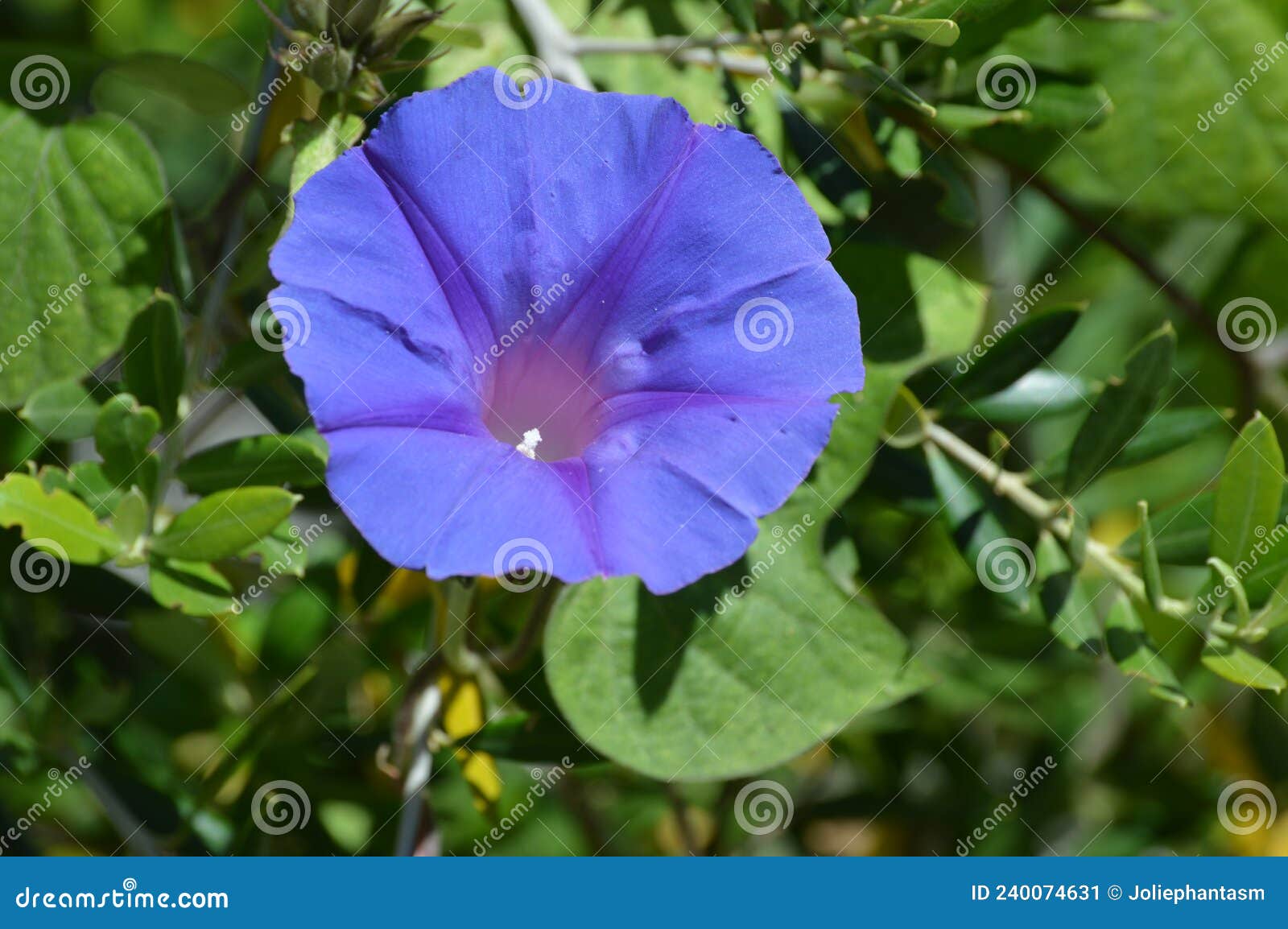 morning glory / ipomoea indica purple /violet flowers with green leaves. oke