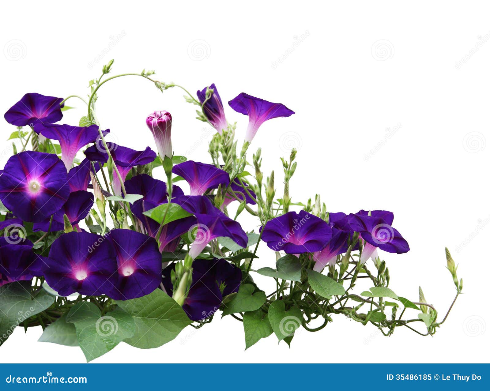 clip art morning glory flower - photo #17