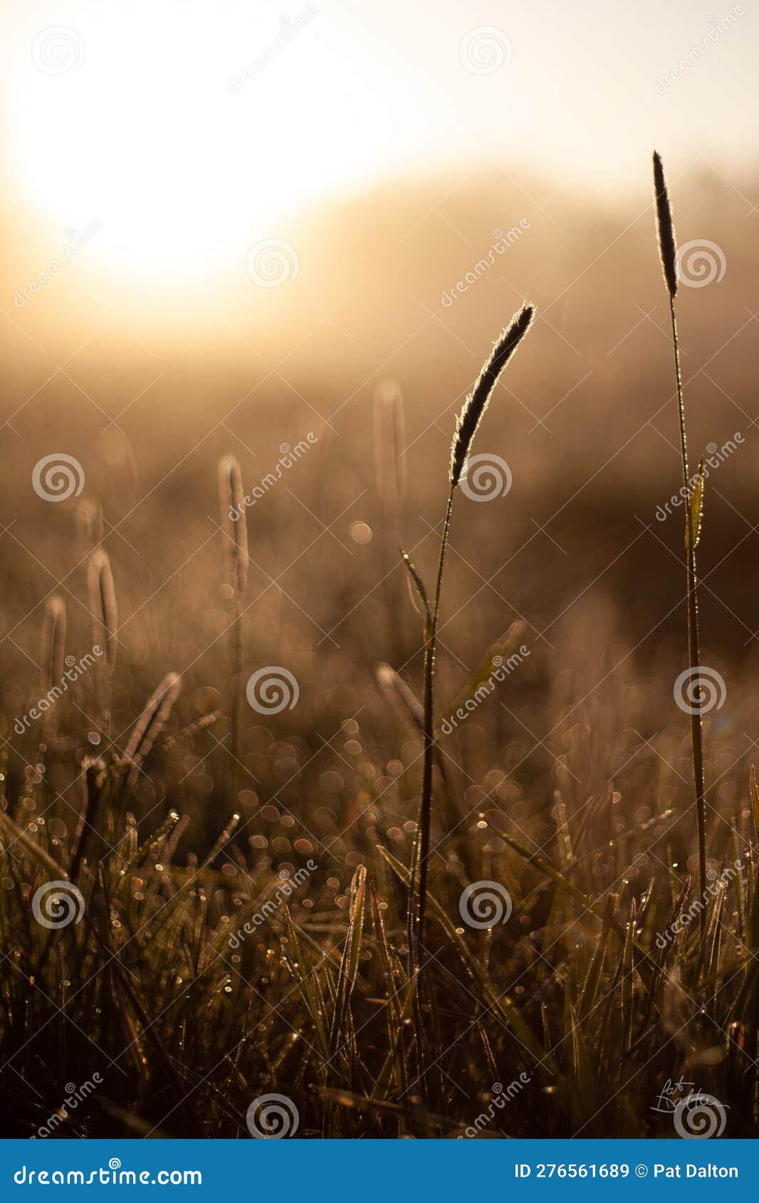 morning glow at springtime with grass and dew drops glistening at goldenhour