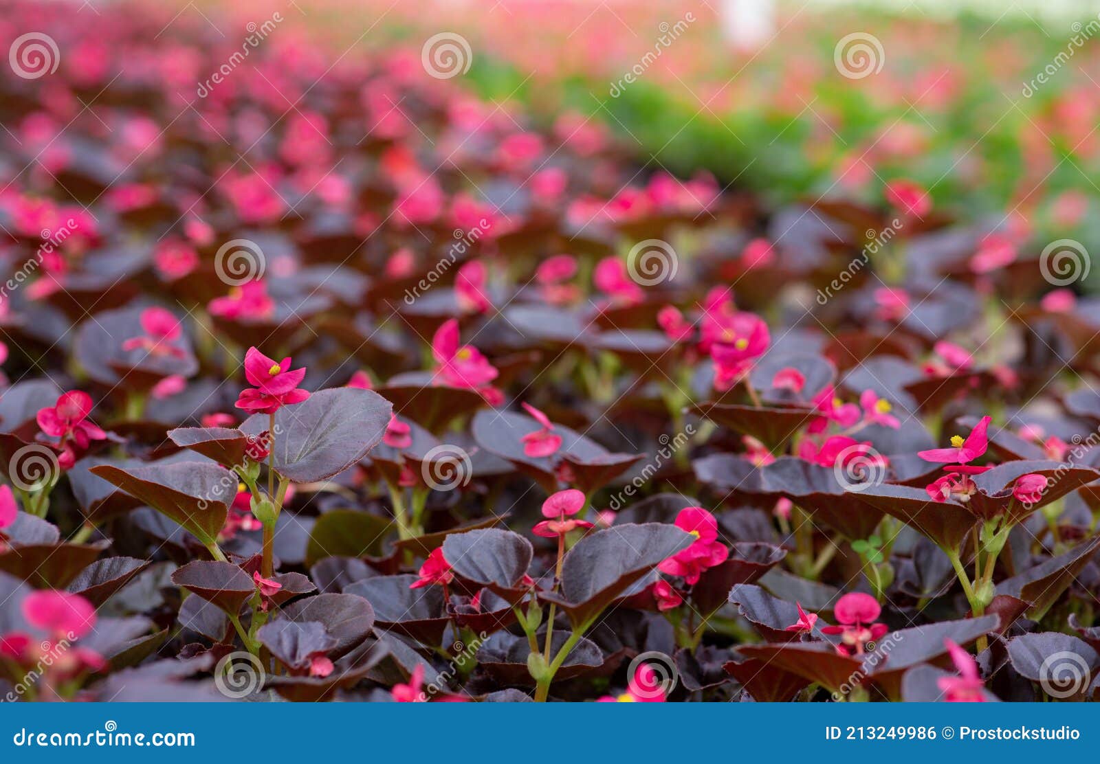 morning in greenhouse, spring blooming and modern business of flower industria