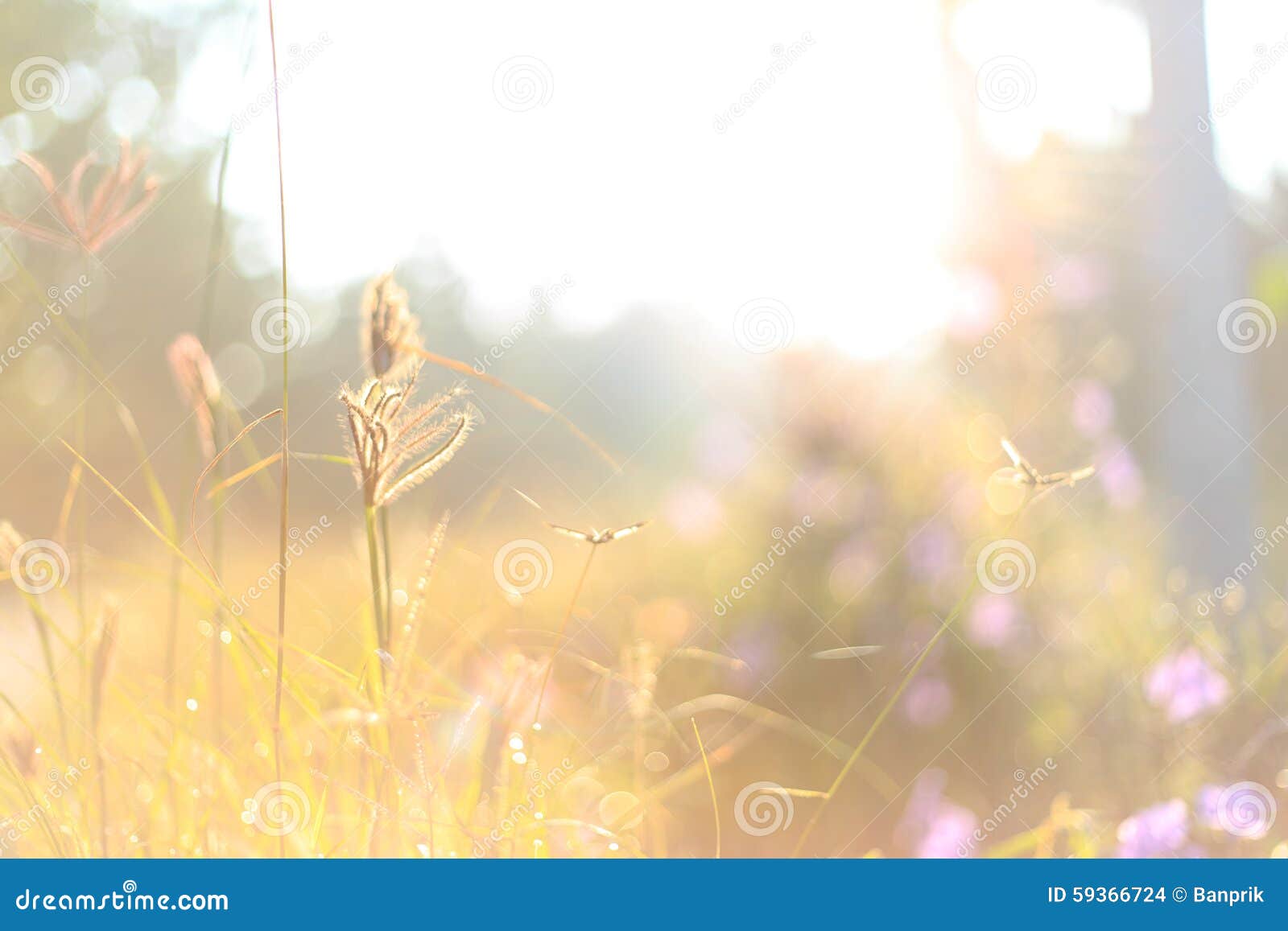 Morning Landscape- Grass and Sunlight Stock Photo - Image of beautiful