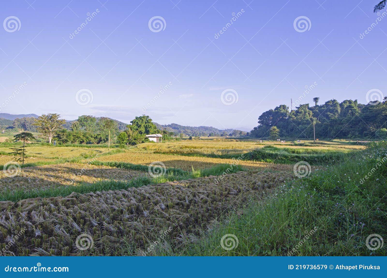 morning light drop on beautiful harvesting field with blue sky background