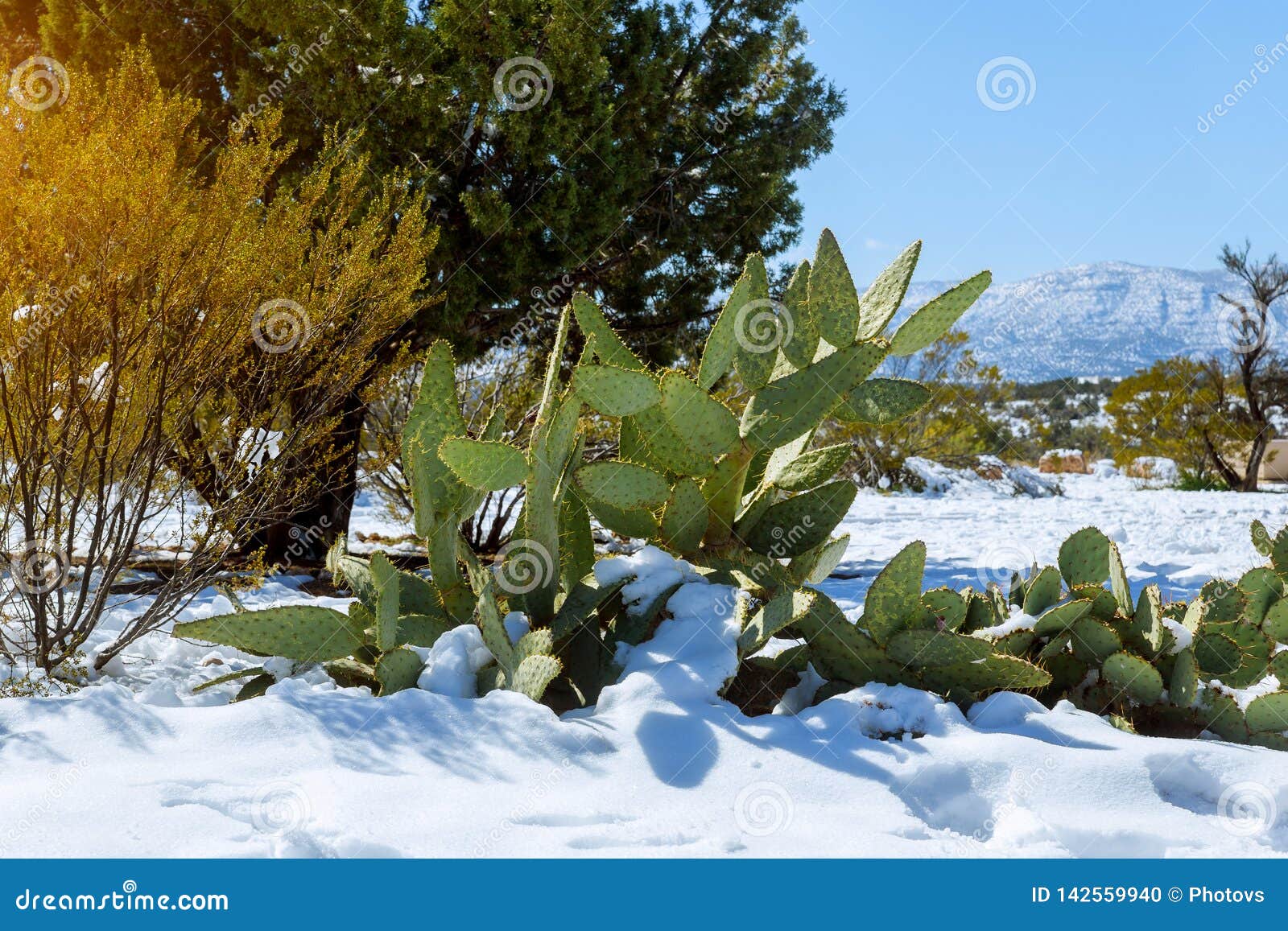 Morning Light on a Snow Covered Cactus in Arizona Stock Photo Image