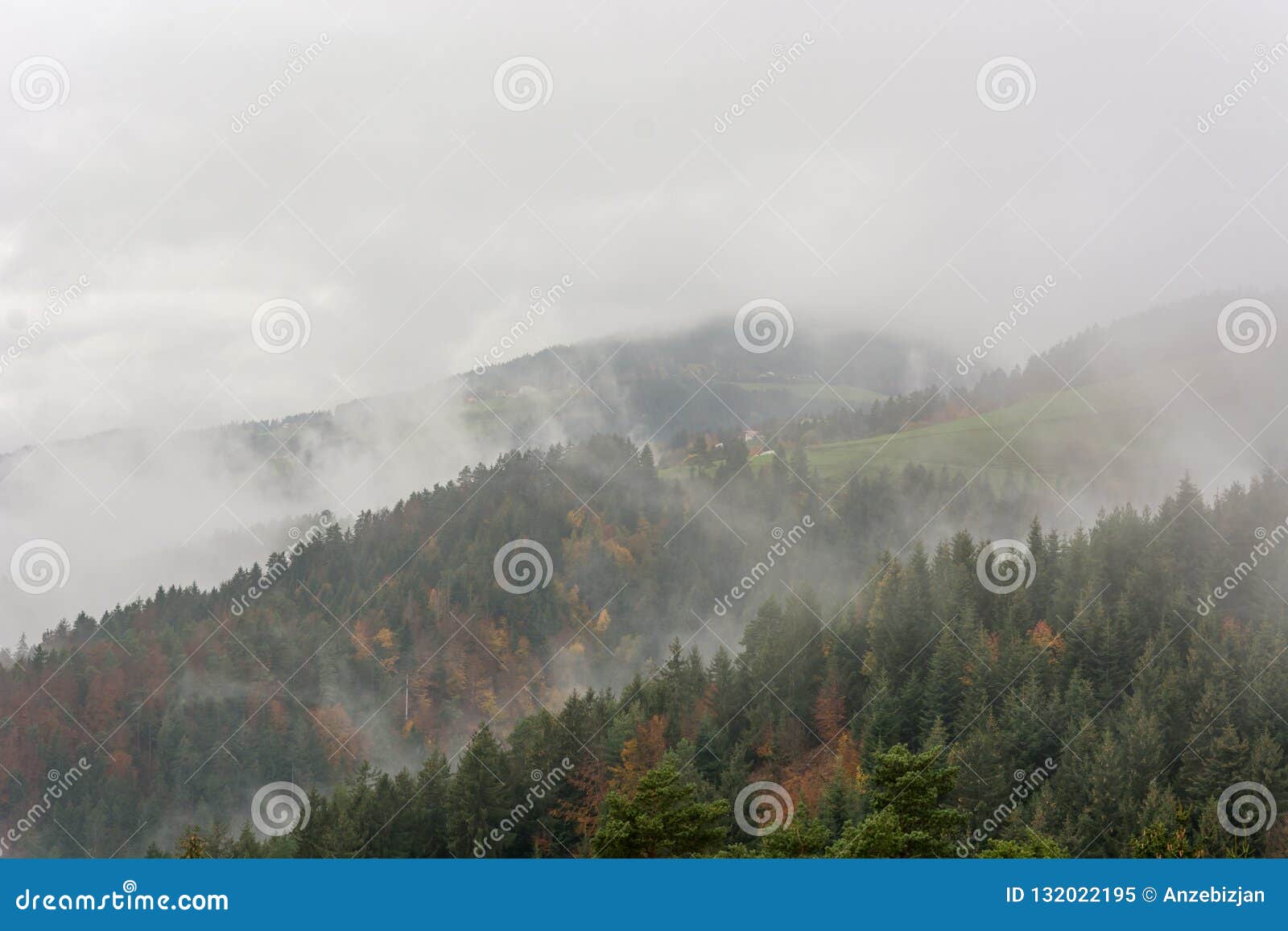 morning mists raising above pine tree forest.