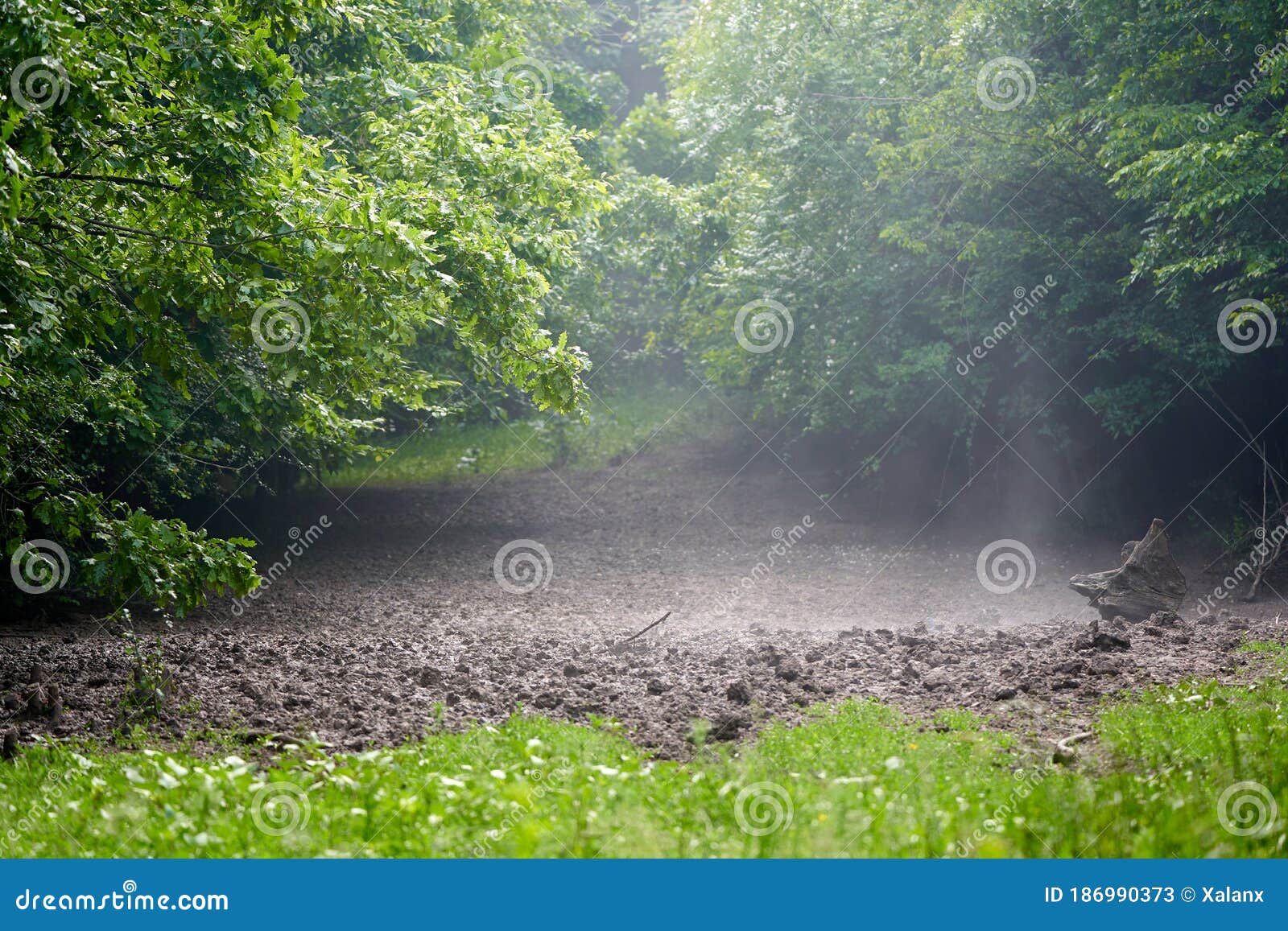 Morning in the misty glade stock image. Image of outdoor - 186990373