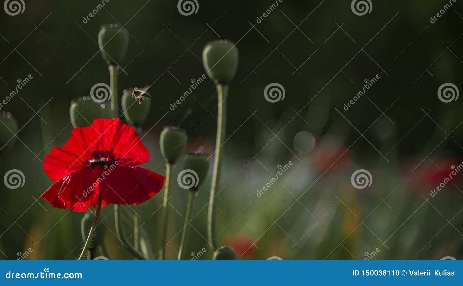 morning poppy buds bloomed.may poppies in the meadow.fragile, delicate creature.