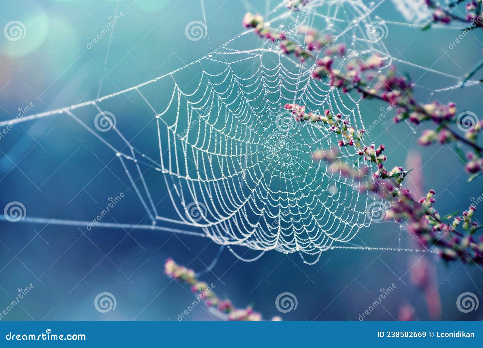 Spider Glows Stock Photos - Free & Royalty-Free Stock Photos from