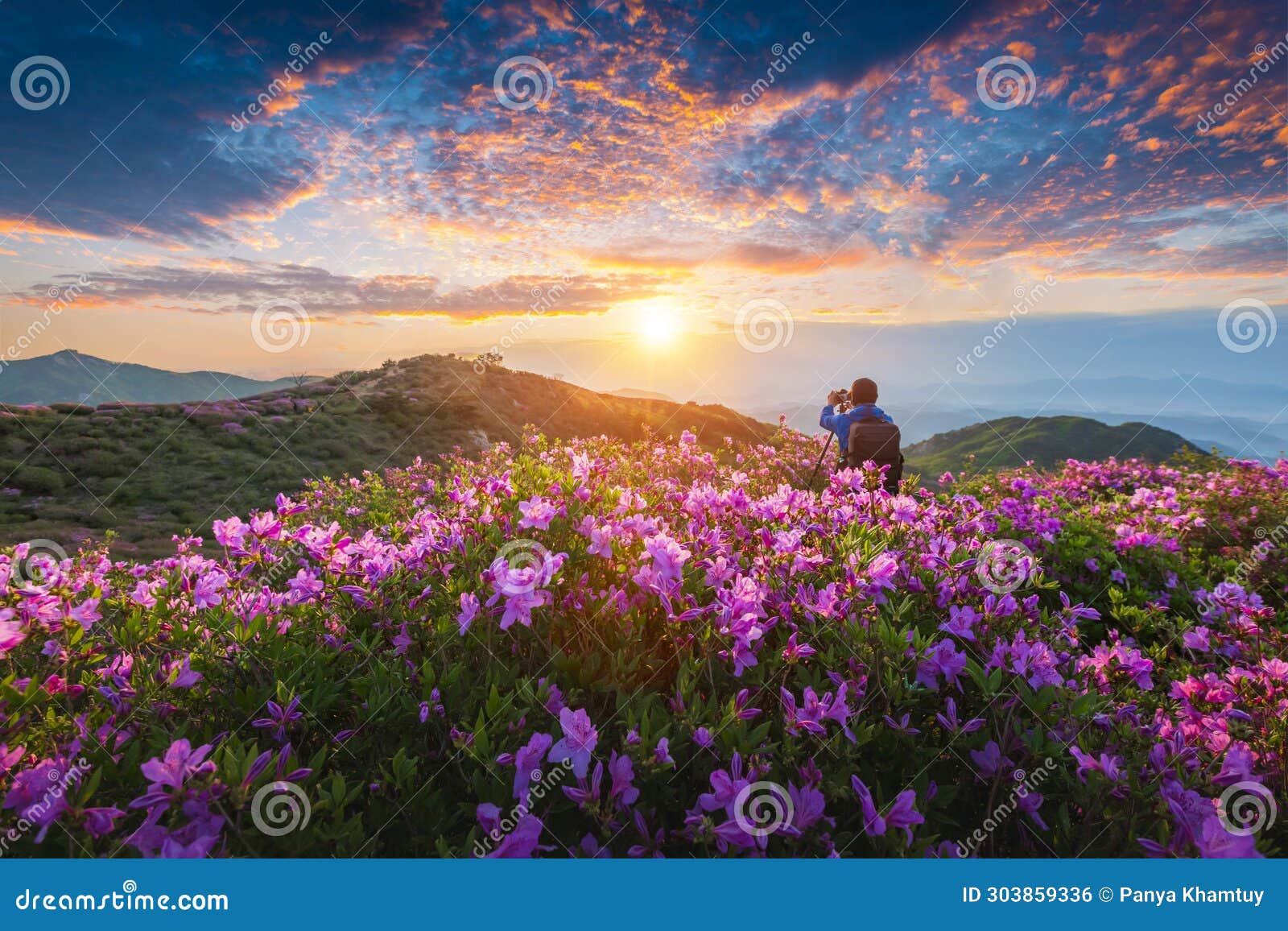 a man is taking the pictures of the first light in morning and spring view of pink azalea flowers at hwangmaesan mountain with the