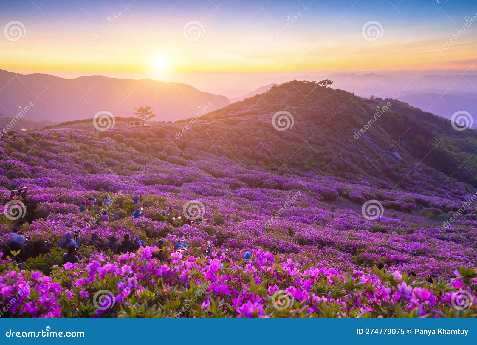 morning and spring view of pink azalea flowers at hwangmaesan mountain with the background of sunlight and foggy mountain range