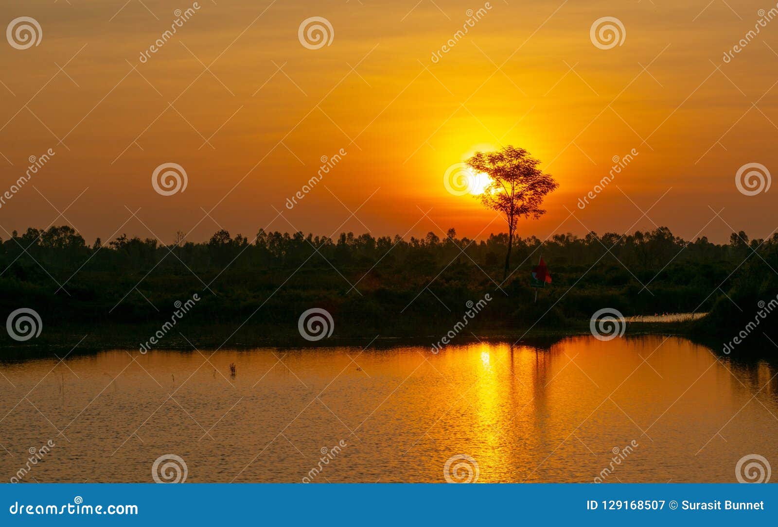 Morning sun stock image. Image of trees, coming, ponds 129168507