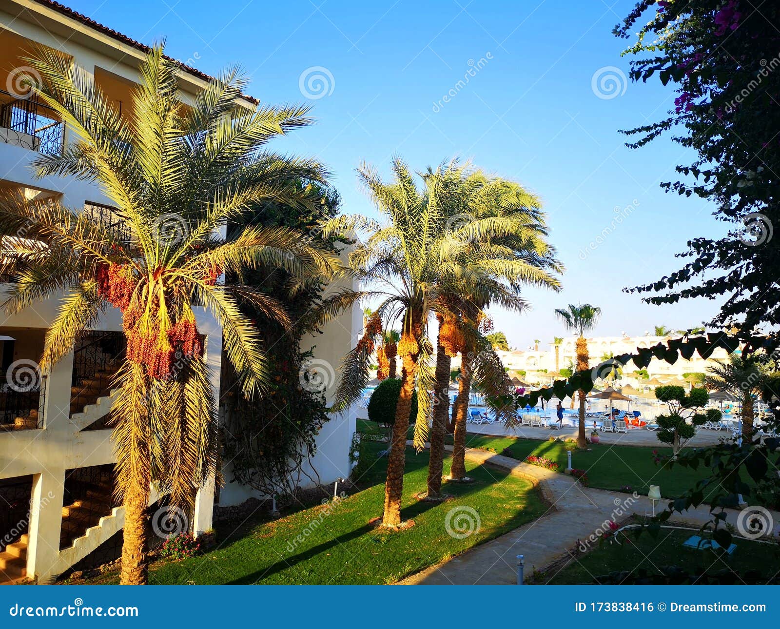 the morning sun makes its way through the palm trees, scattering its rays