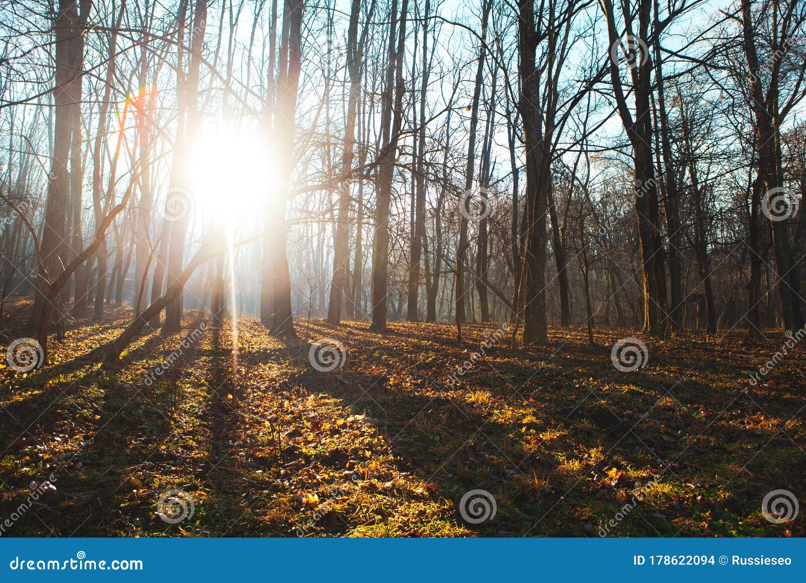Morning sun in the park stock photo. Image of ecology 178622094