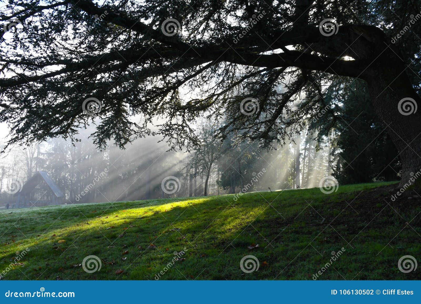 sun rays shining through trees in redmond, wa park