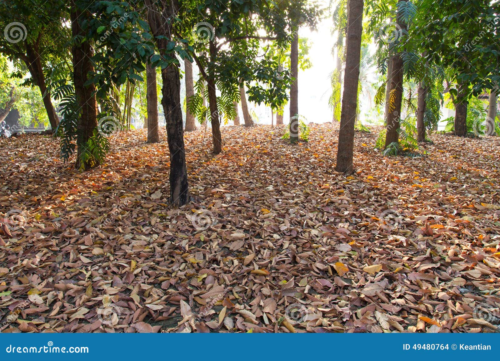Morning sun tree stock photo. Image of nature, lush, autumn 49480764