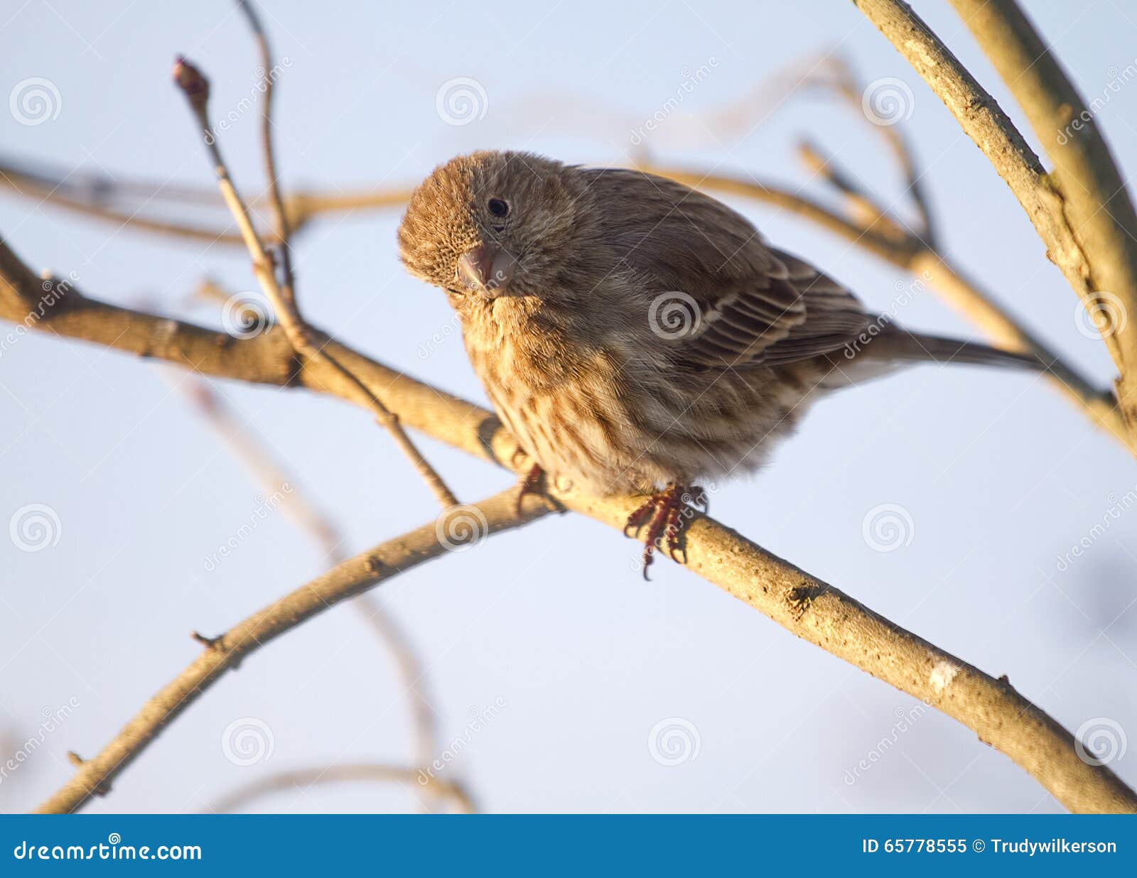 morning sunlight on sparrow while perched on branch