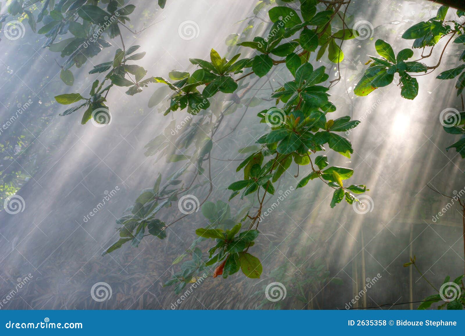 morning sunlight in vegetation