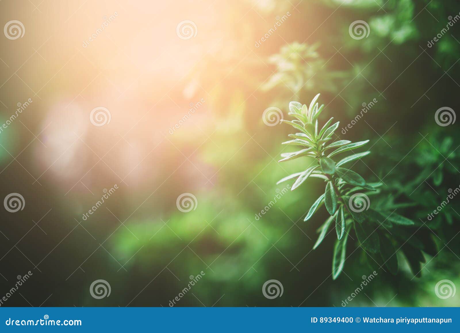 Morning tea leaves. stock photo. Image of leaves, copy 89349400