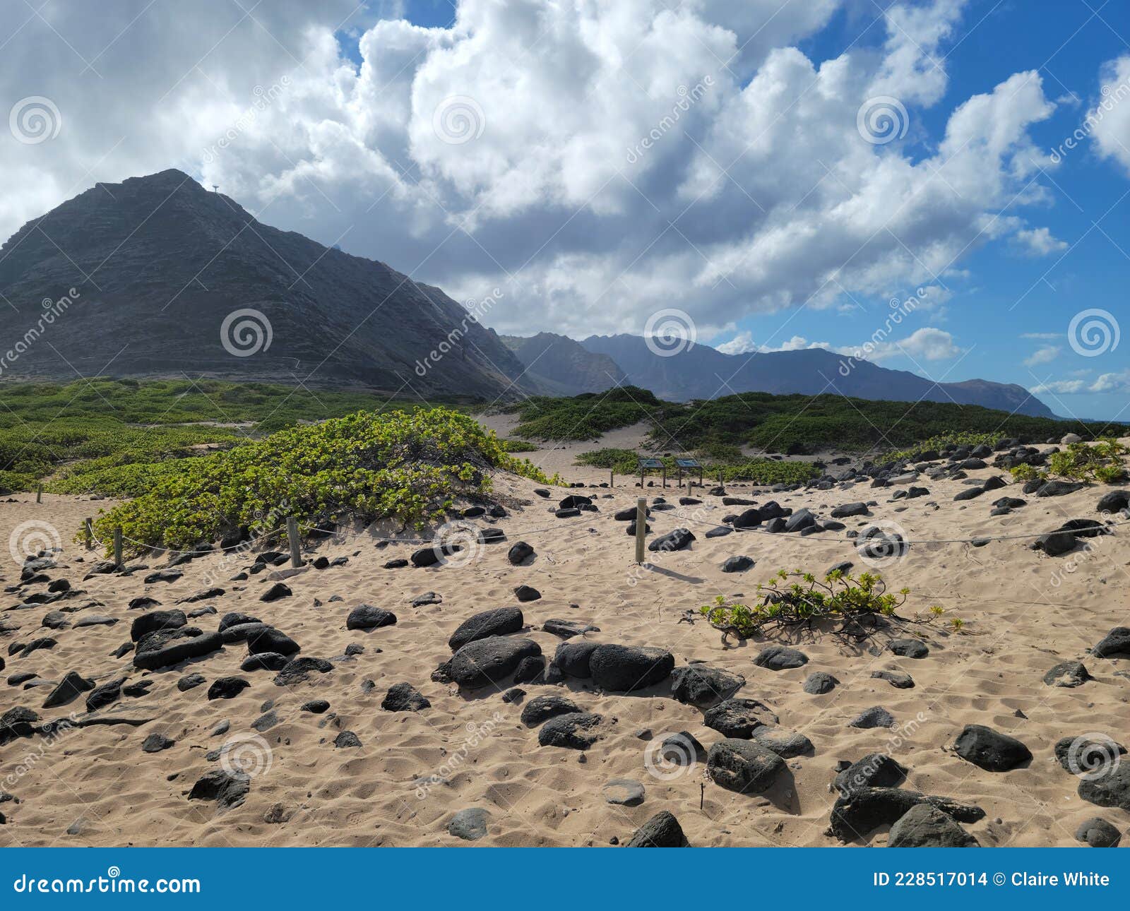 mountain range and beach vegetation at ka`ena point state park, northwestern tip of oahu, hawaii