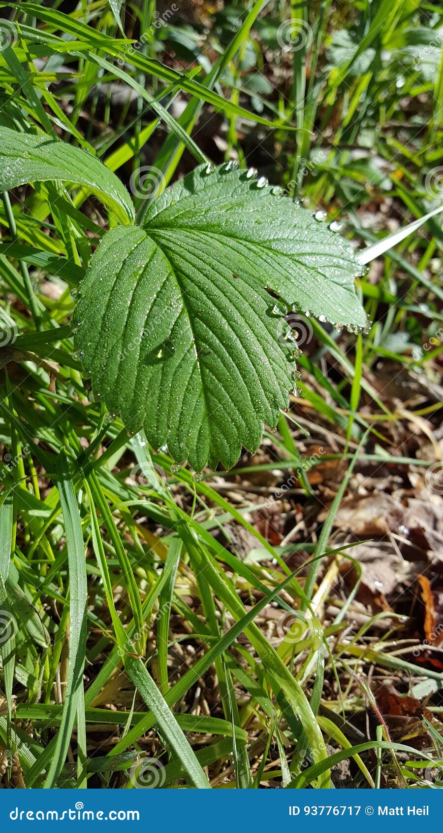 Mornings in Ohio stock image. Image of grass, zoom, earth 93776717