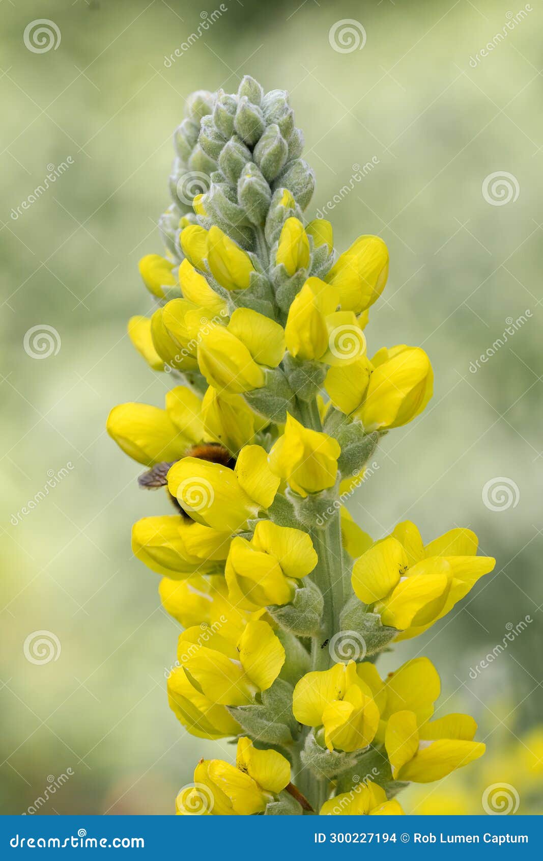 Pineapple broom Argyrocytisus battandieri, budding yellow flowers. Moroccan broom Argyrocytisus battandieri, ia flowering shrub in the pea family Fabaceae. High resolution botanical stock photo of inflorescence of a wildflower botanical flora rarity, cultivar, variety or hybrid, endemic in natural habitat.