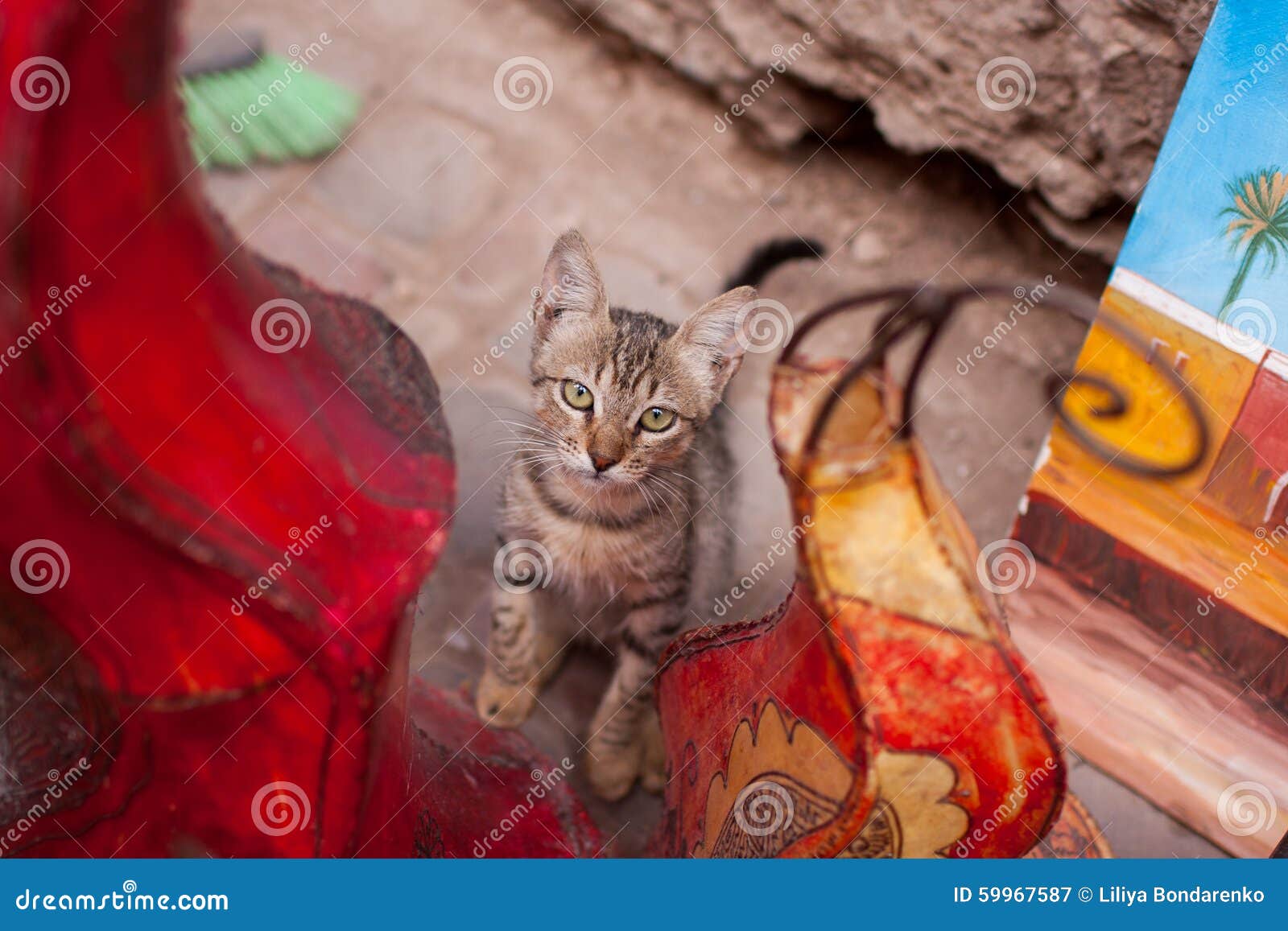 Moroccan cat stock image. Image of maroc, morocco, travel 59967587