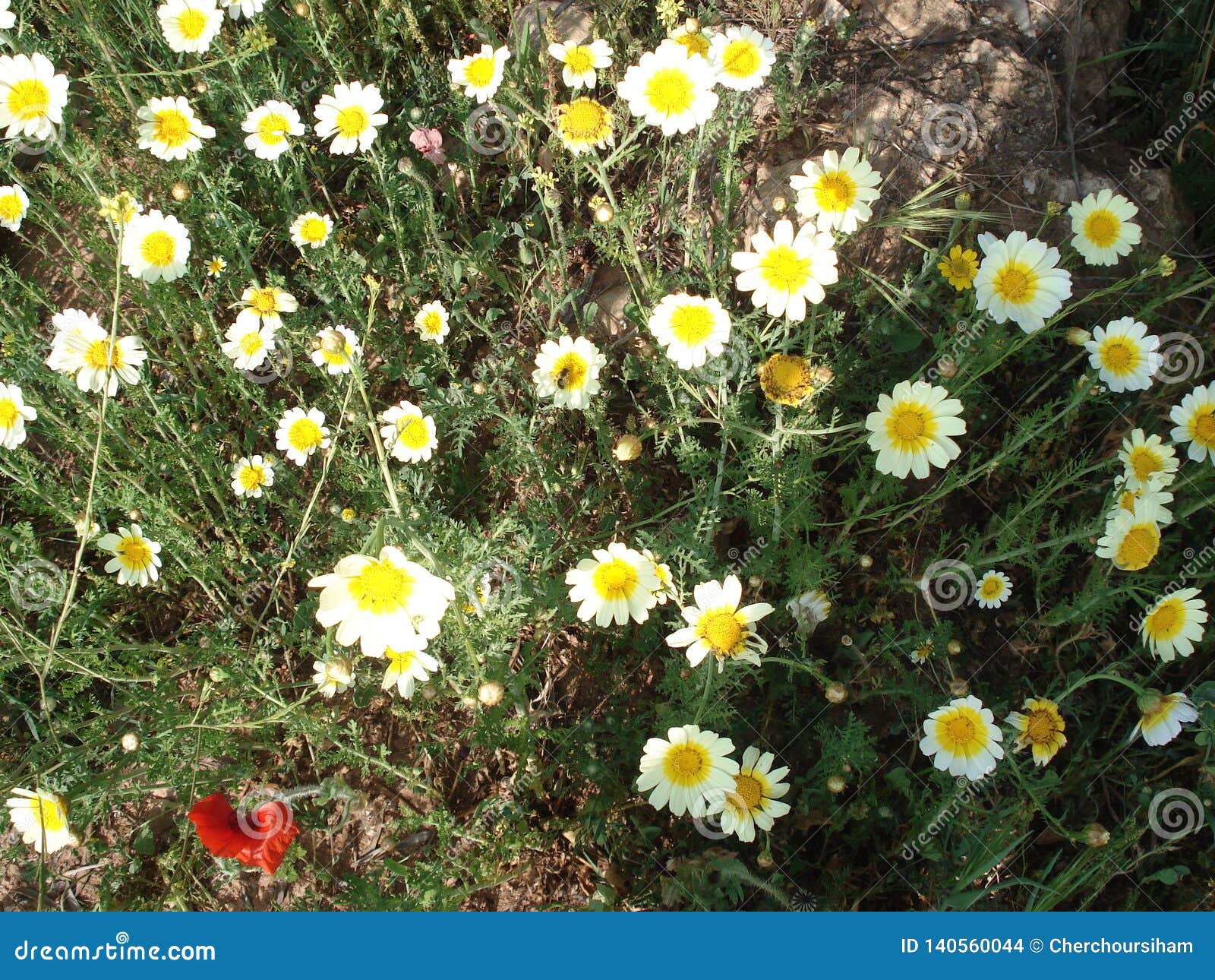 Moroccan chamomile stock photo. Image of flower, medical - 140560044