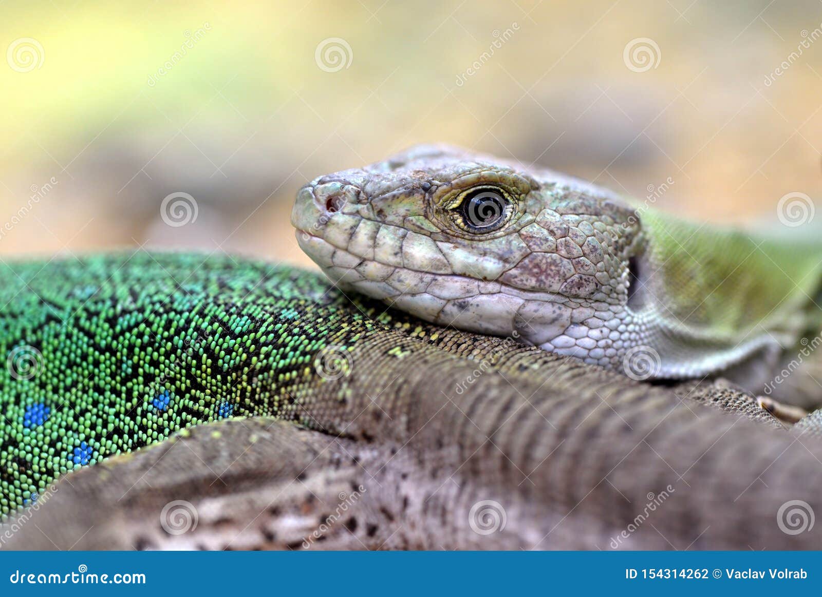 moroccan eyed lizard - timon tangitanus. lizard in the family lacertidae.