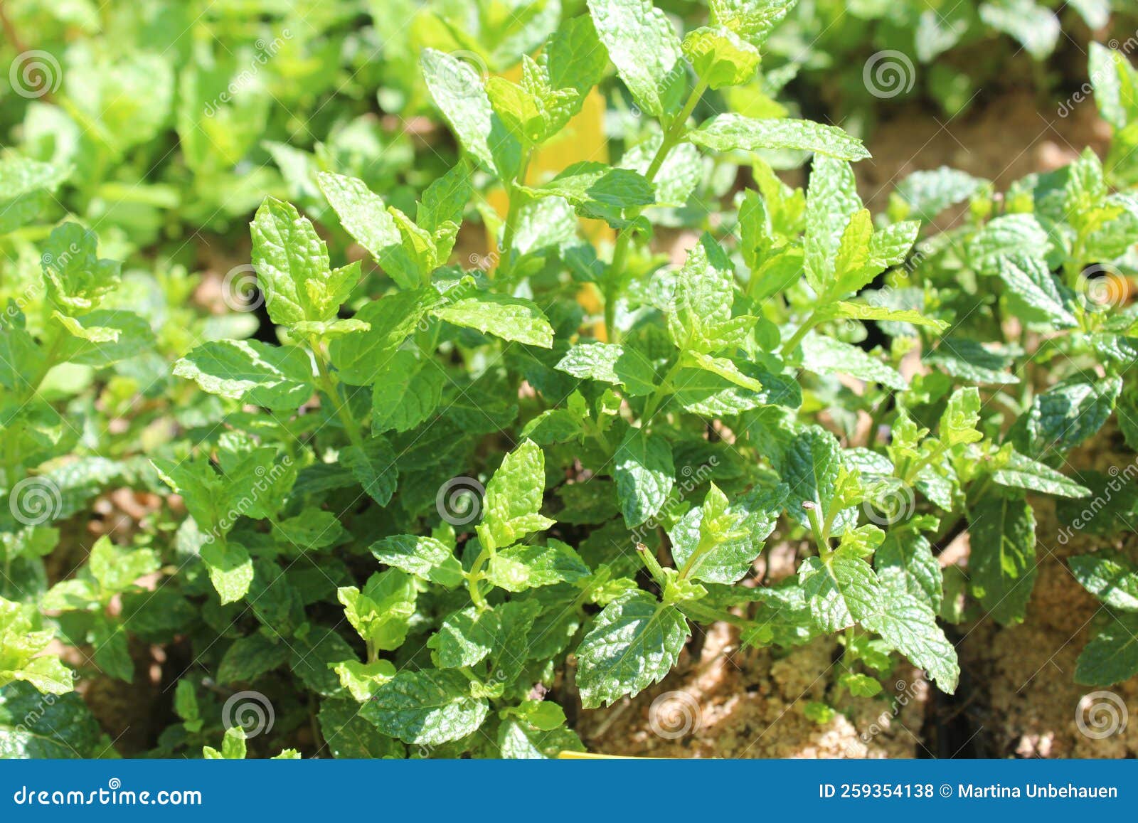 Moroccan mint stock photo. Image of growing, herbs, herb 259354138