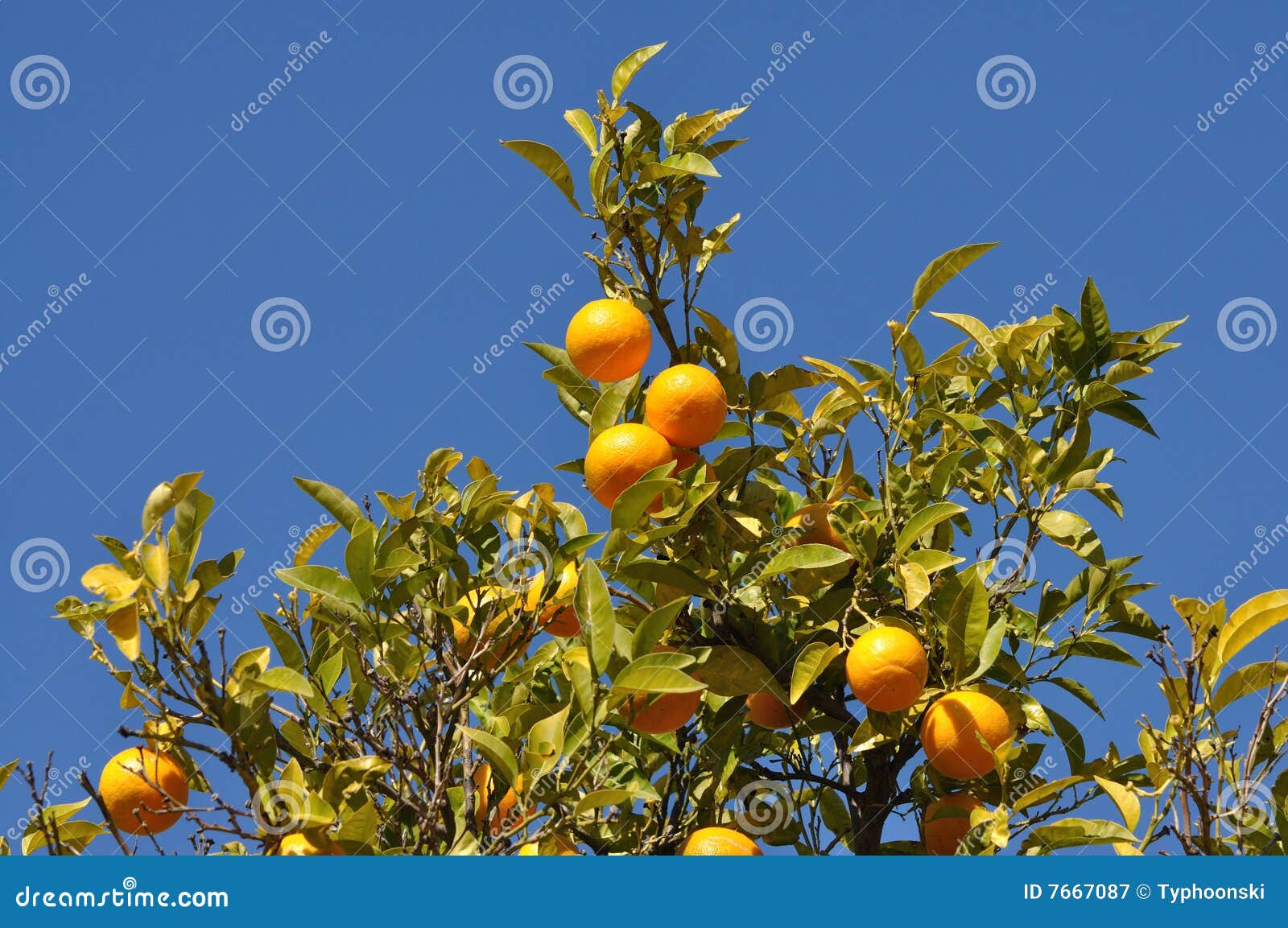 Moroccan oranges stock image. Image of blue, fruit, morocco 7667087