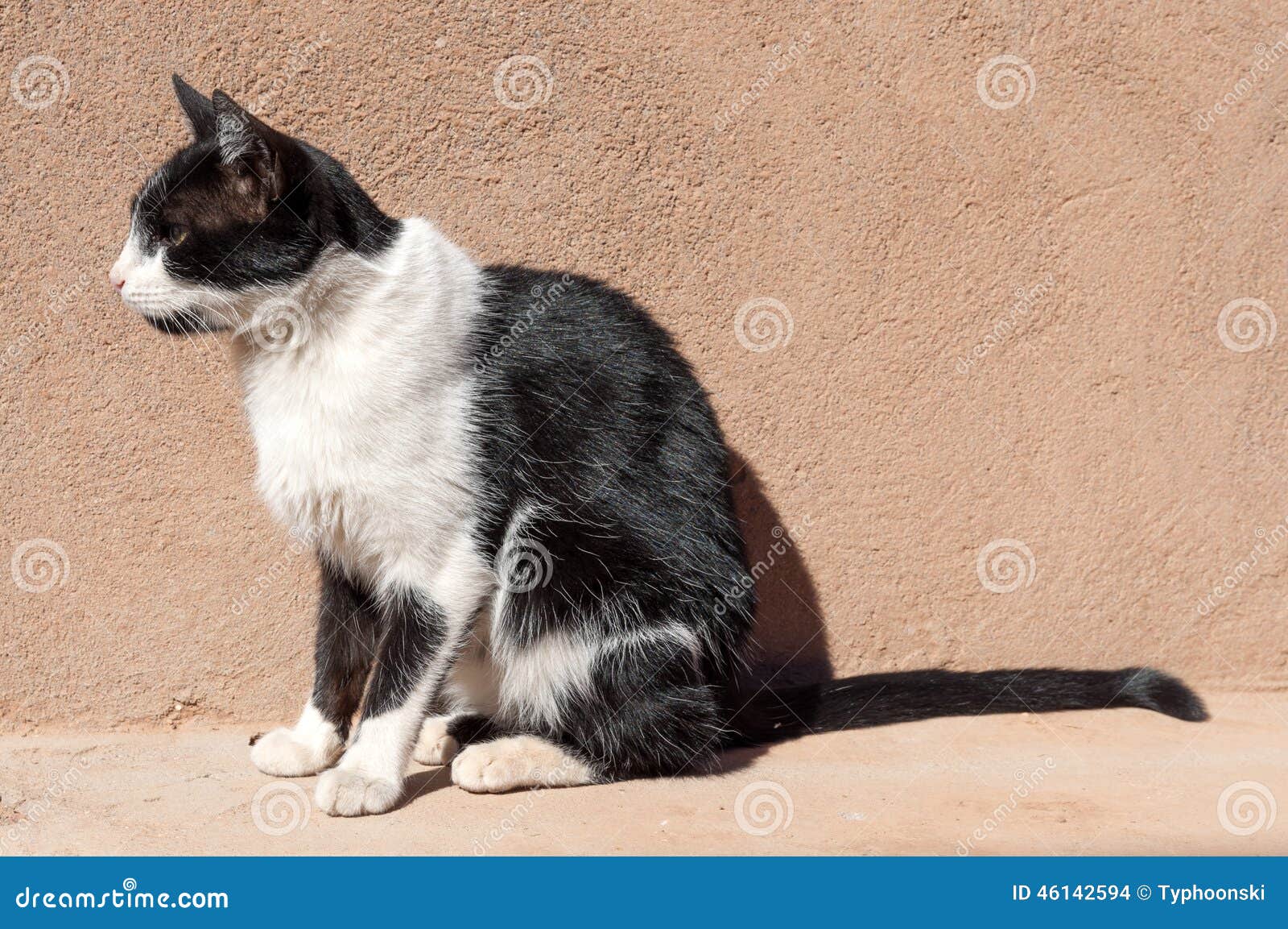 Moroccan semi wild cat stock photo. Image of morocco 46142594