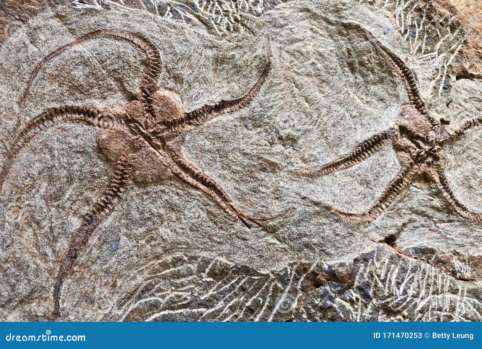 fossils of starfish ancestor found in sahara desert, morocco