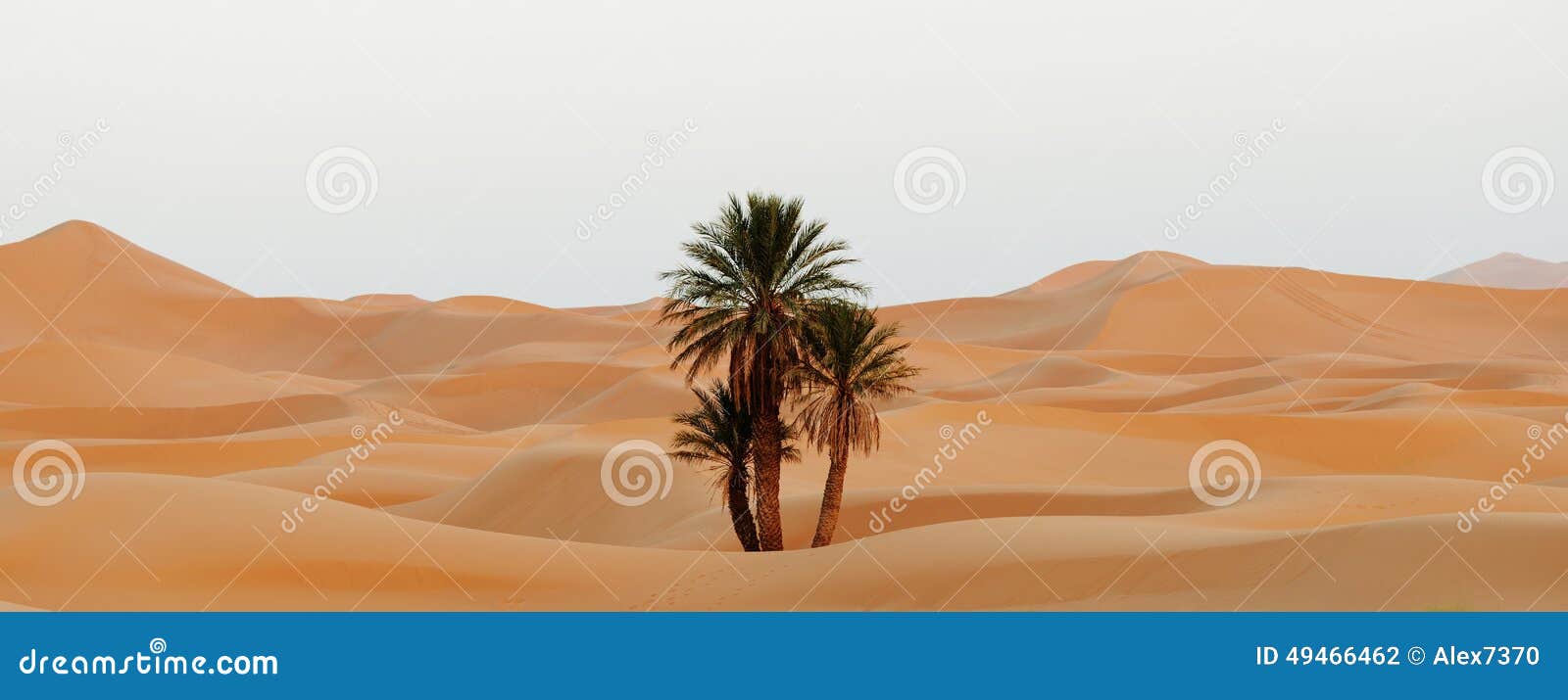 morocco. sand dunes of sahara desert