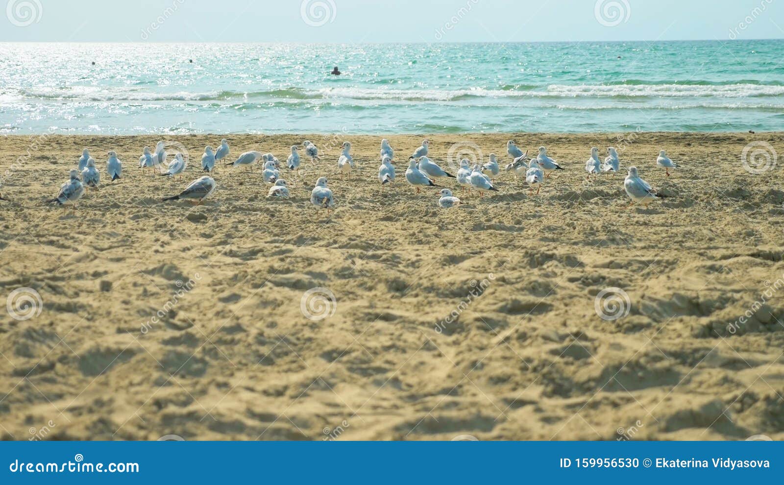 moron guy accelerates a flock of seagulls on a sandy beach by the sea