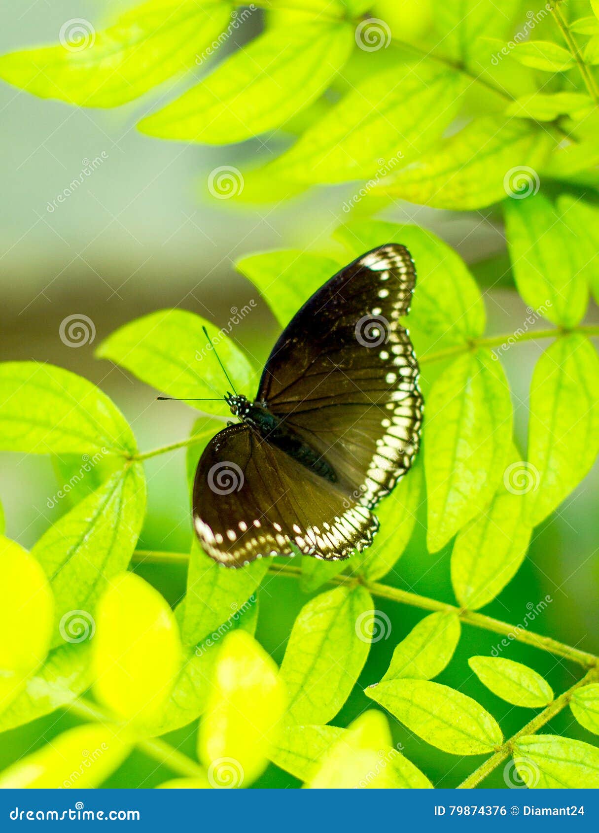 morpho achilles, butterfly with bokeh blurred