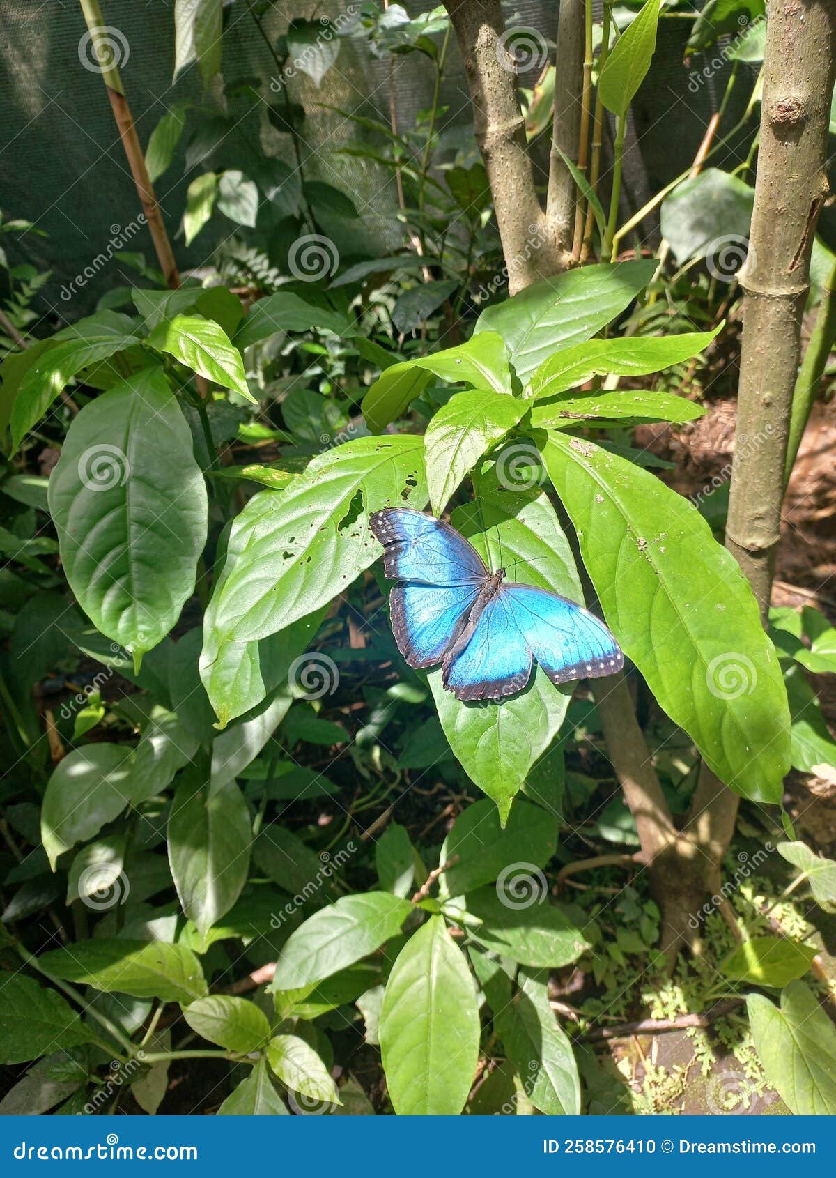 morpho blue butterfly mariposa papillon