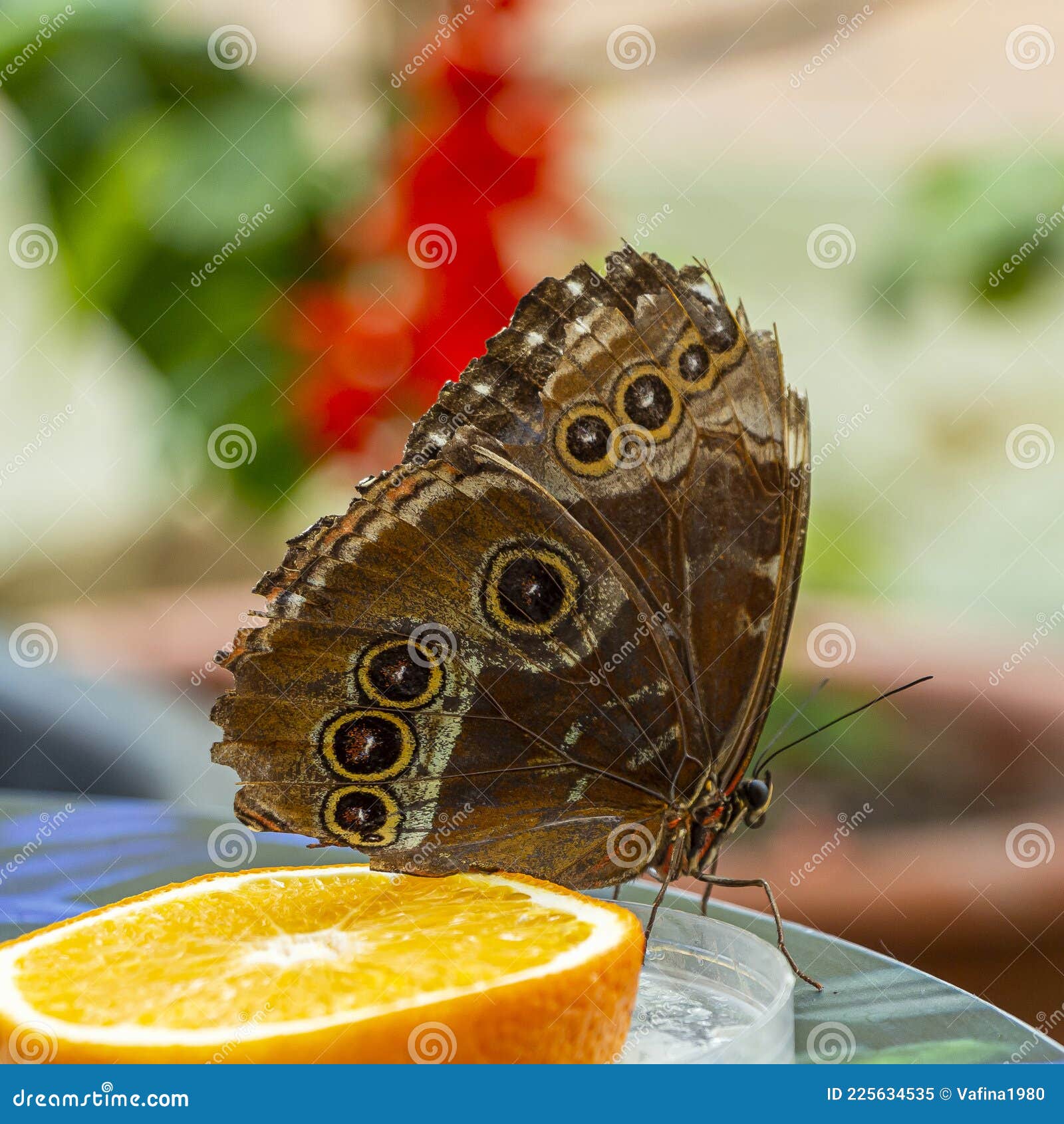 morpho menelaus is species of butterflies of genus morpho from family nymphalidae. beautiful butterfly feeding fruit in the park