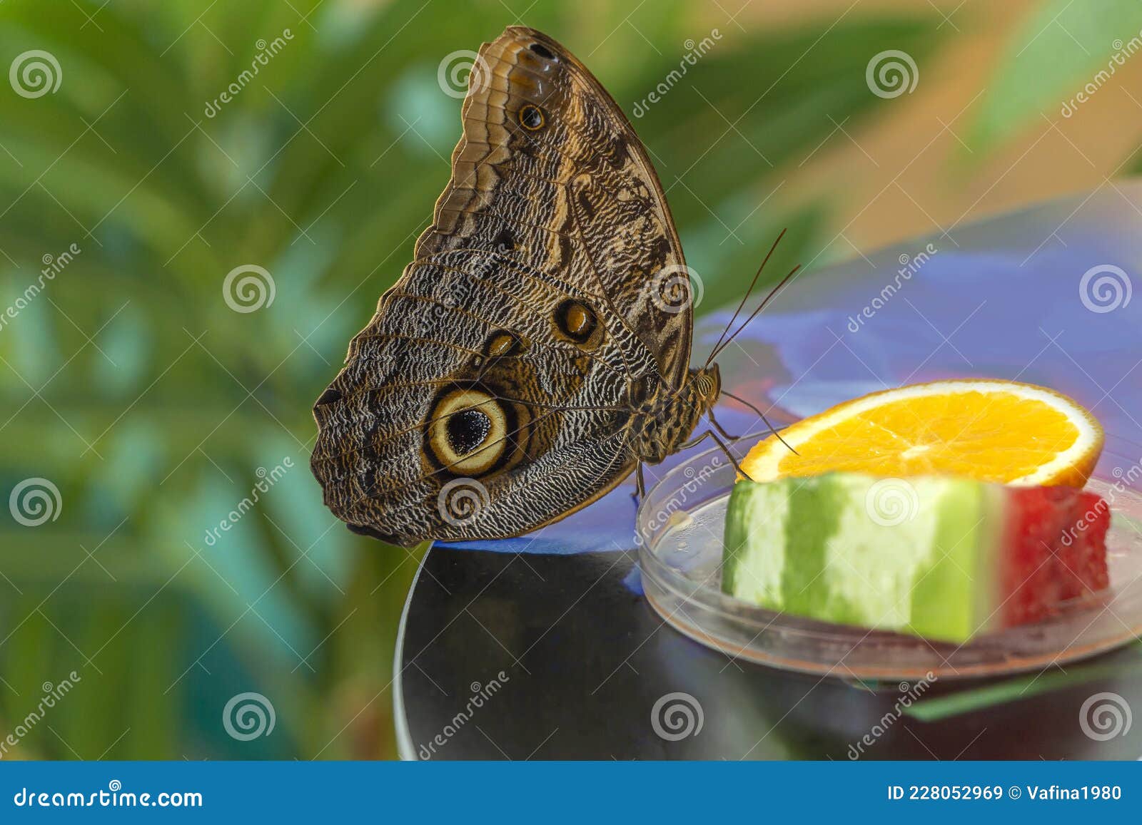 morpho menelaus is species of butterflies of genus morpho from family nymphalidae. beautiful butterfly feeding fruit in the park