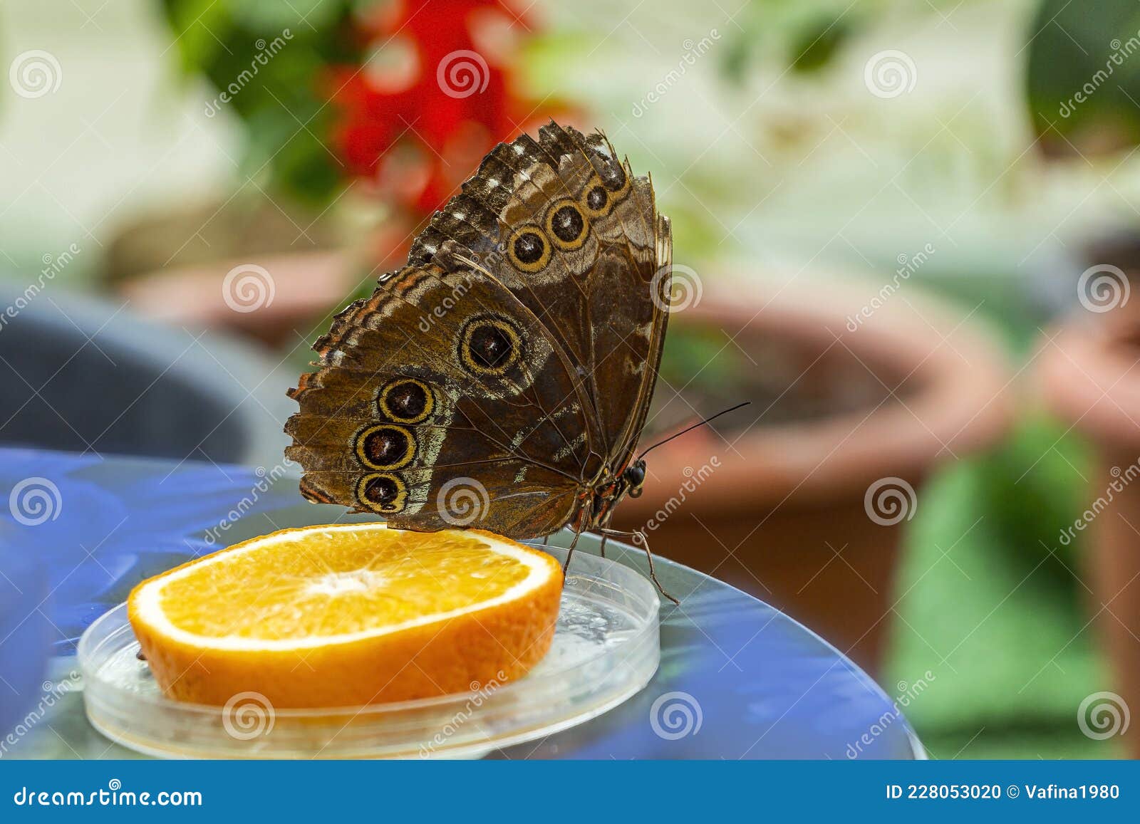 morpho menelaus is species of butterflies of genus morpho from family nymphalidae. beautiful butterfly feeding fruit in the park