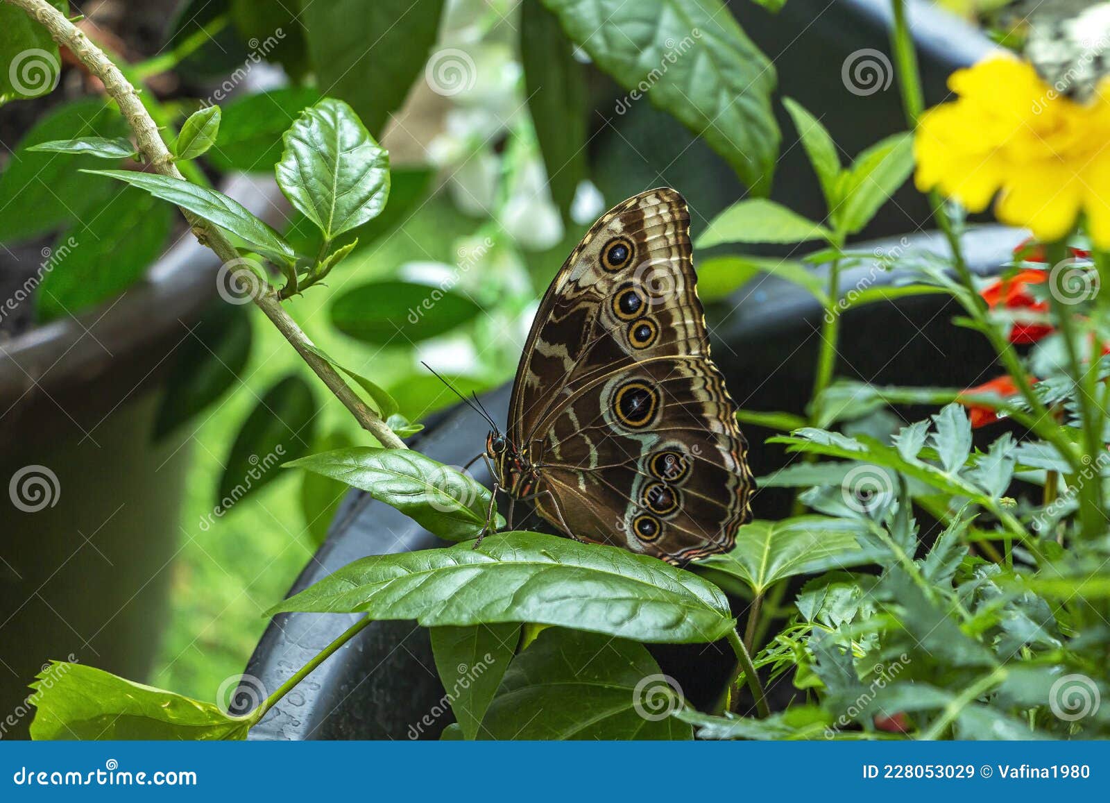 morpho menelaus is species of butterflies of genus morpho from family nymphalidae. beautiful butterfly sitting on green plants