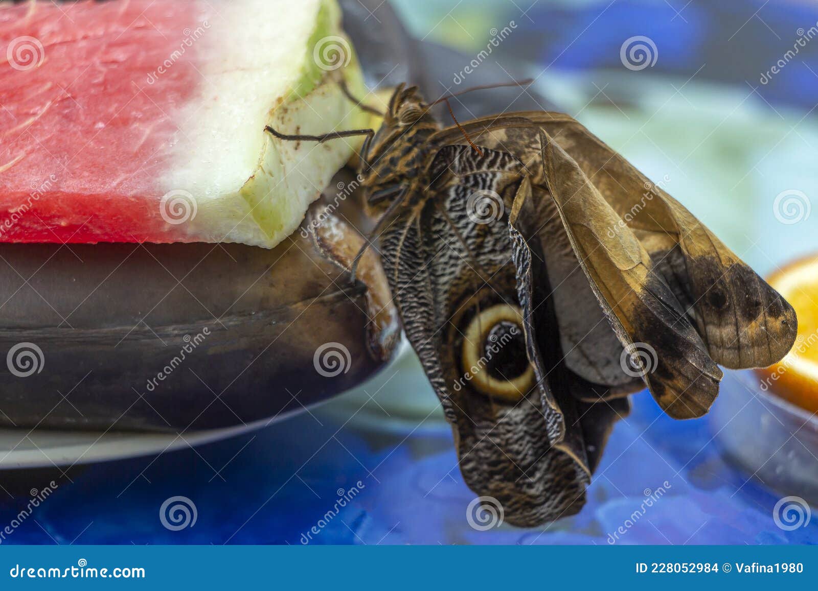 morpho menelaus is species of butterflies of genus morpho from family nymphalidae. beautiful butterfly sitting just hatched from