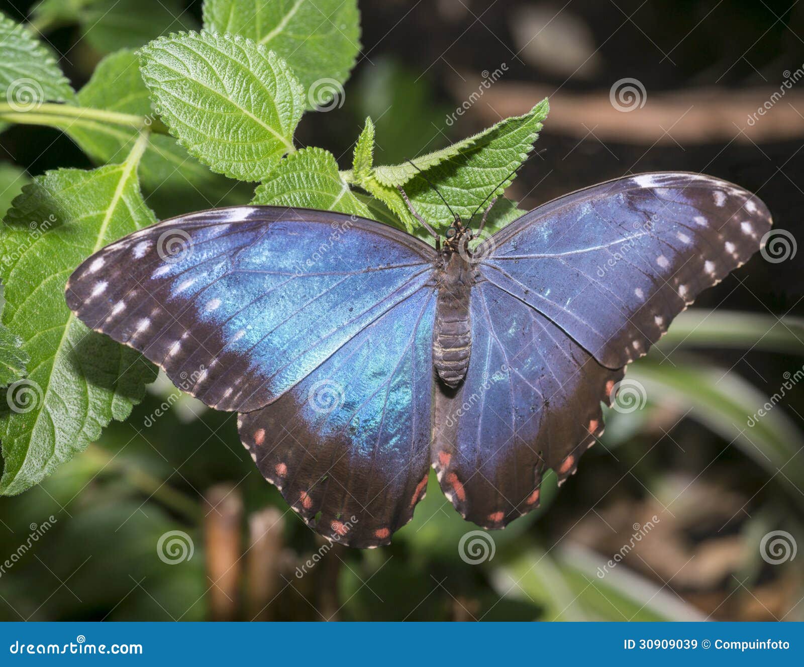 morpho