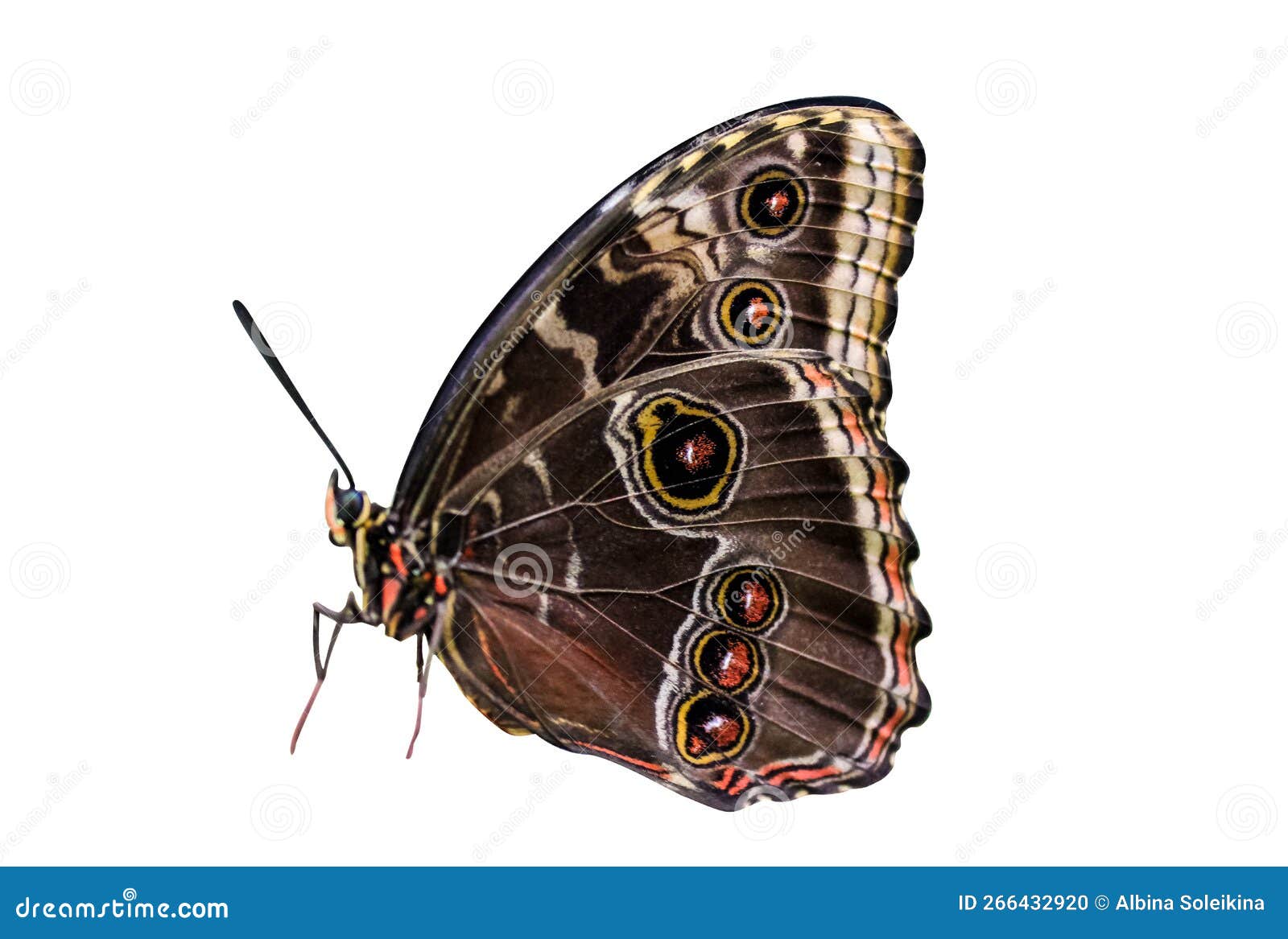 morpho peleides butterfly  on white background. object with clipping path