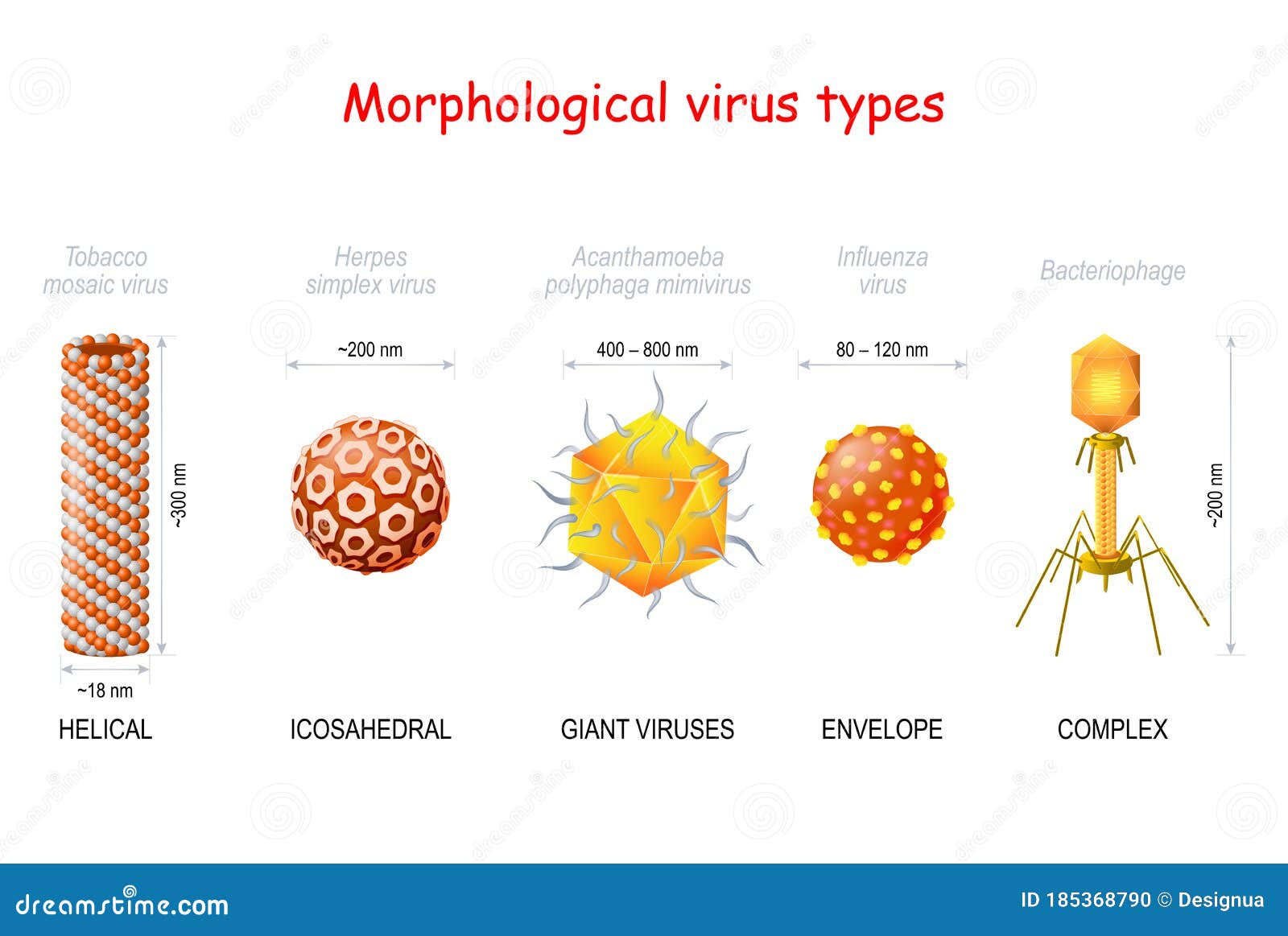 Types of viruses. Размеры вирусов. Сравнение вирусов. Размеры вирусов и бактерий. Размер вируса и бактерии сравнение.