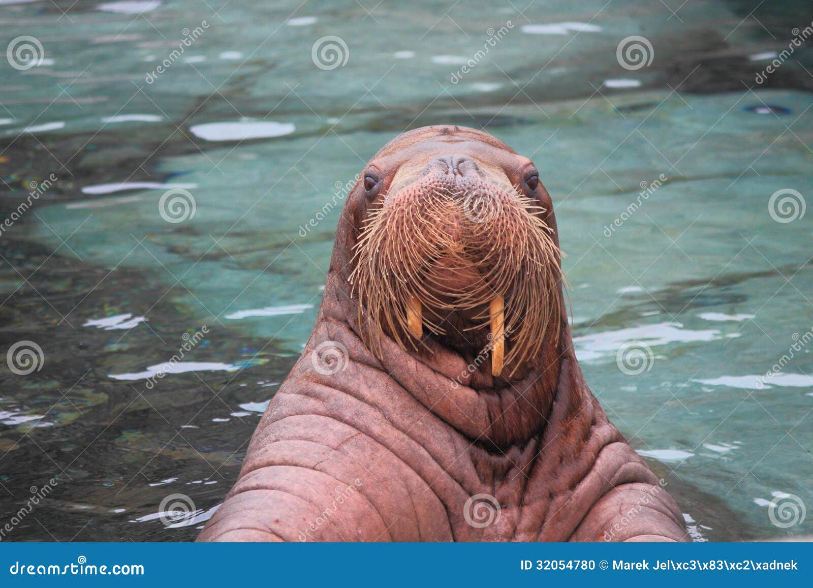 Animal Del Agua De La Morsa Imagen de archivo - Imagen de cubo, noruega:  128562511