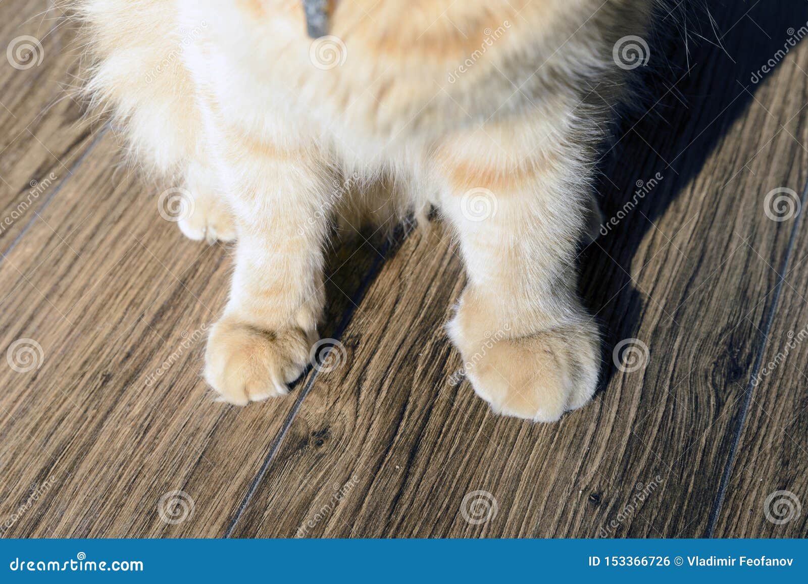 Morsure De Serpent Et Ses Consequences Dans Un Animal De Compagnie Le Chat A Ete Mordu Par Une Vipere Patte Gonflee Apres Bouche Photo Stock Image Du Laines Texture