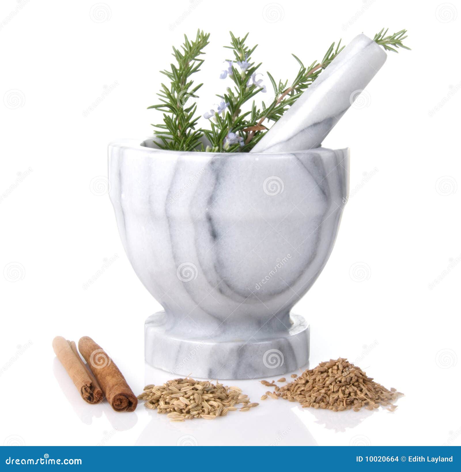 Mortar and Pestle with Rosemary Stock Photo Image of tool, herb 10020664